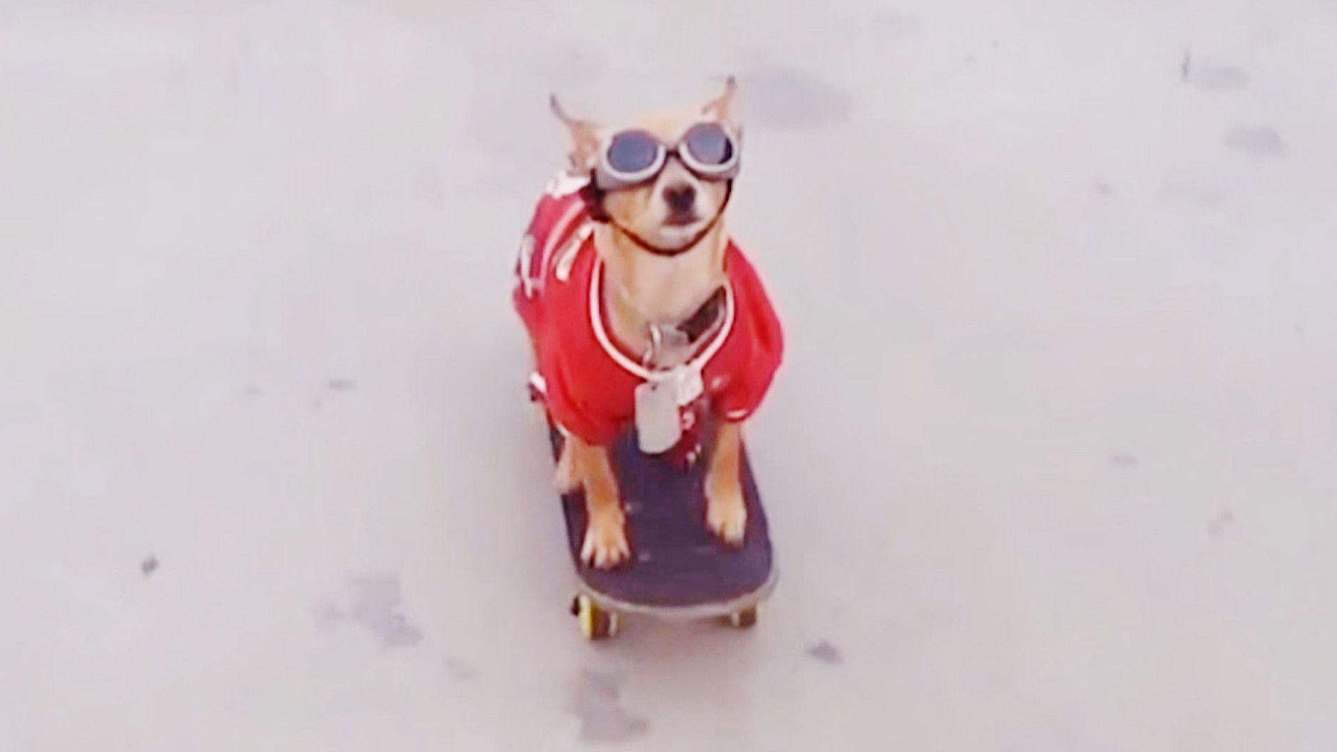 The World's Funniest Animals background