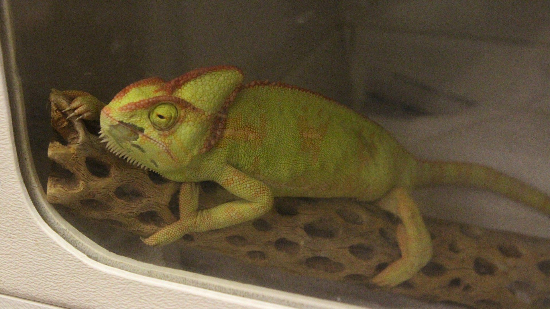 Dr K's Exotic Animal ER background