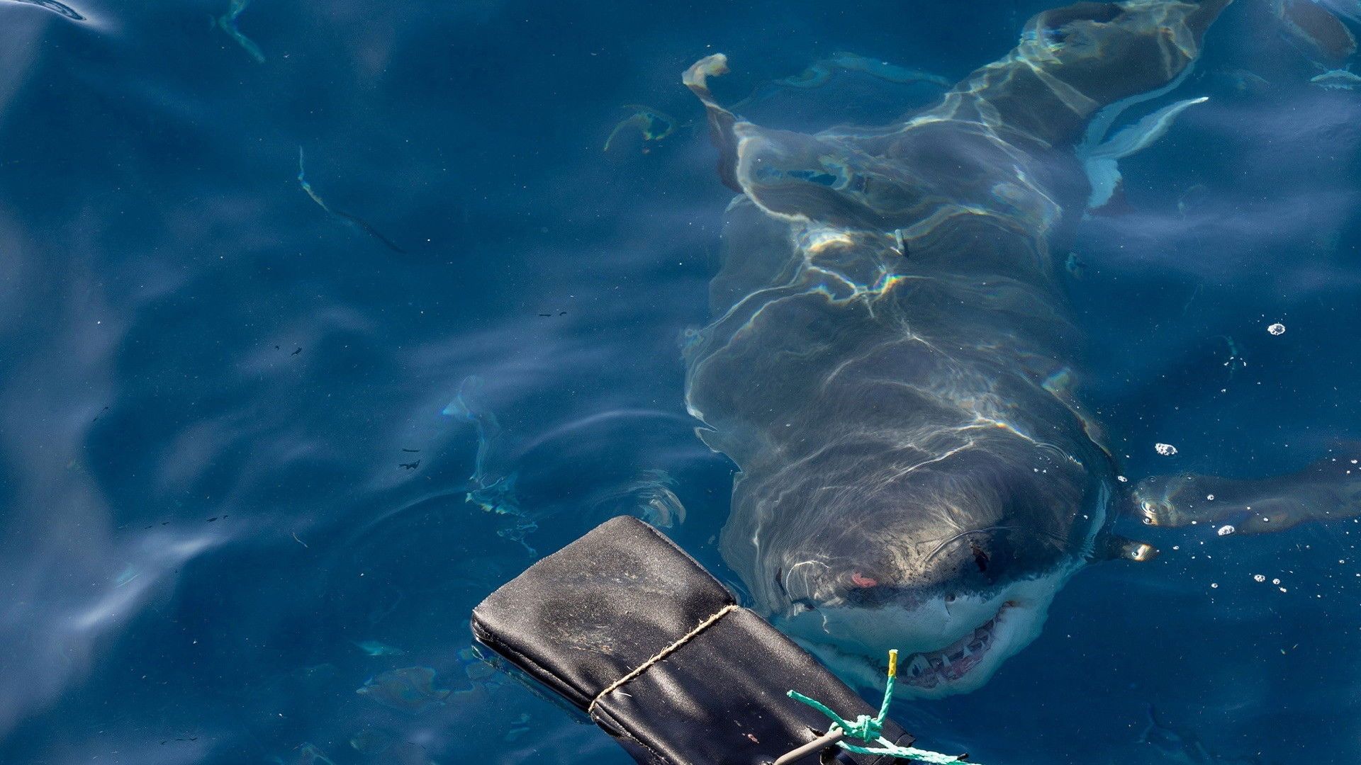 Super Shark Highway background