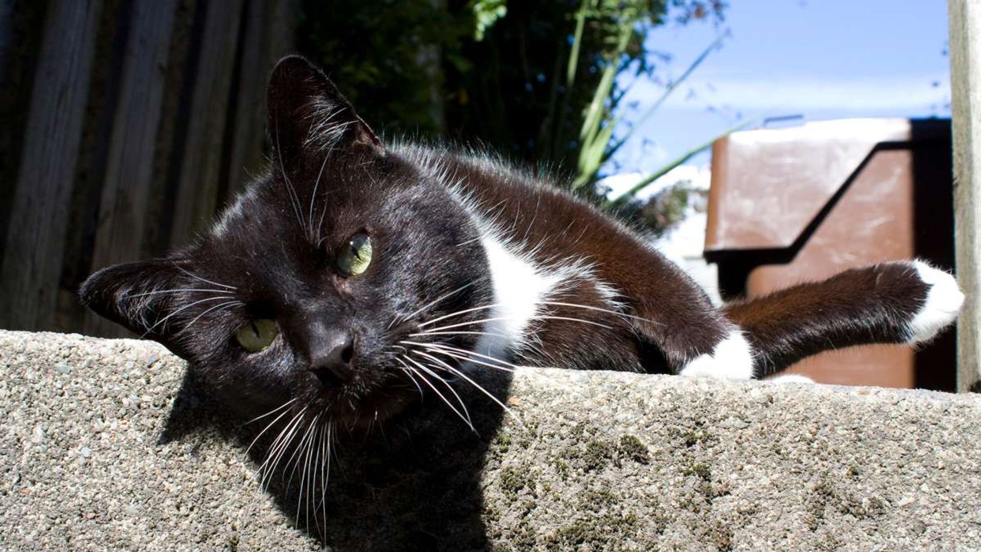 Cats of Claw Hill background