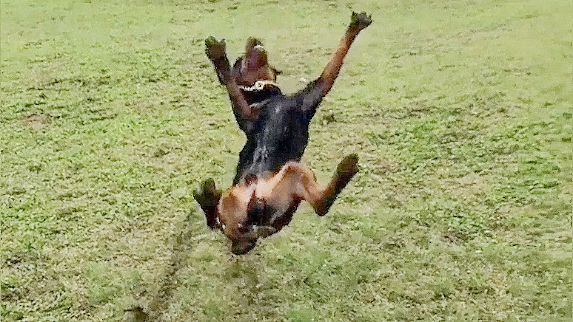 The World's Funniest Animals background