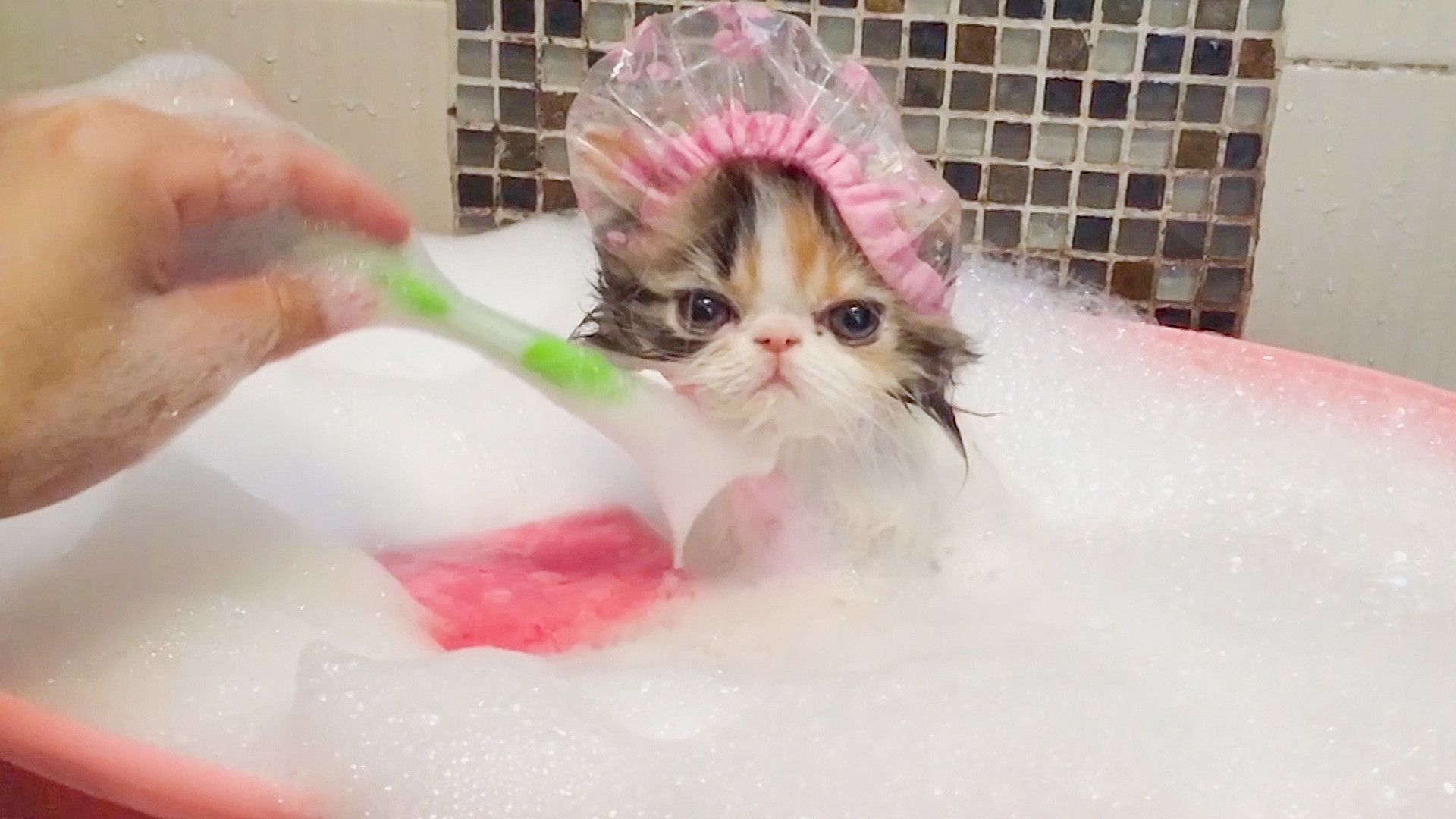 The World's Funniest Animals background