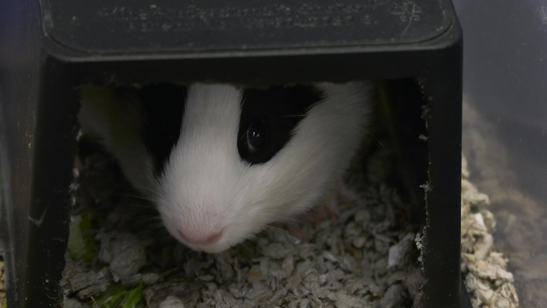 Spook Show 17 background