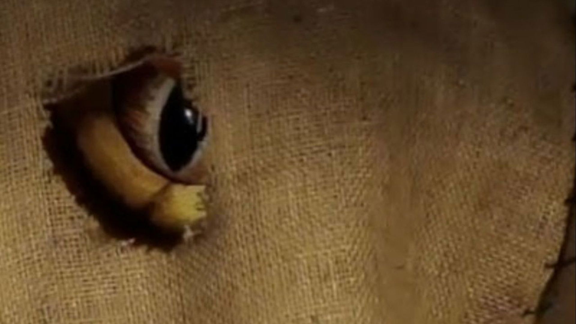 The Aquabats! Super Show! background