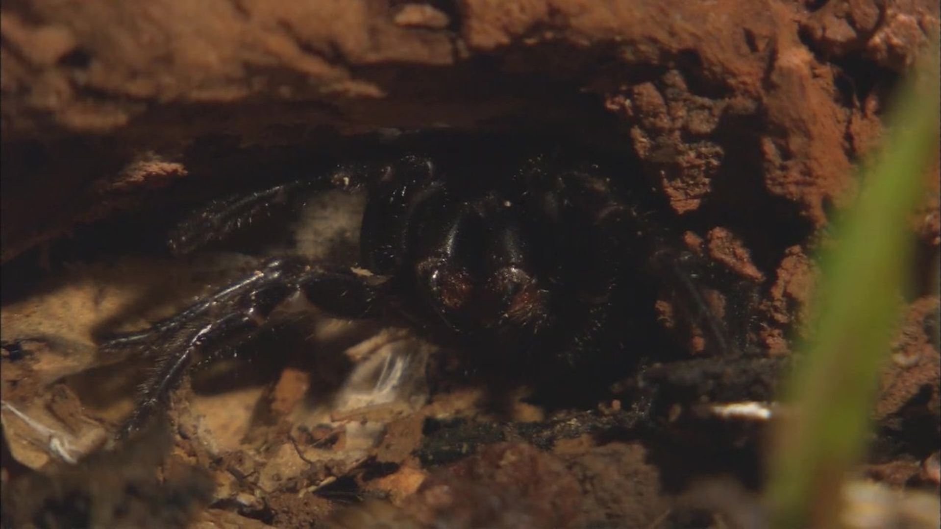 72 Dangerous Animals: Australia background