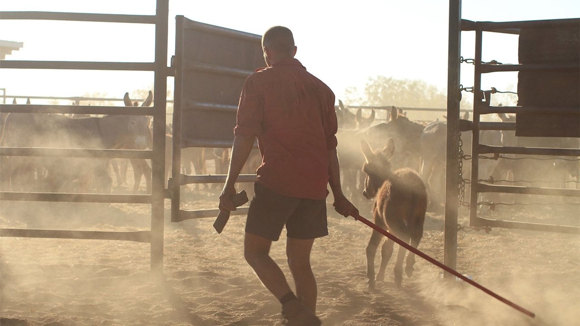Outback Ringer background