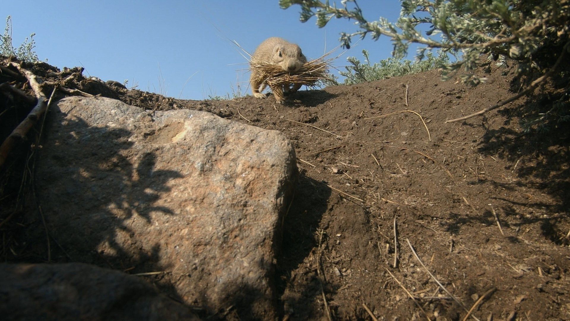 Prairie Dog Manor background