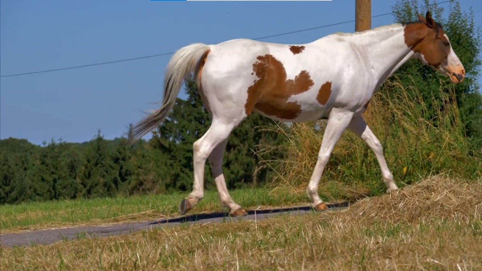 Die Sendung mit dem Elefanten background