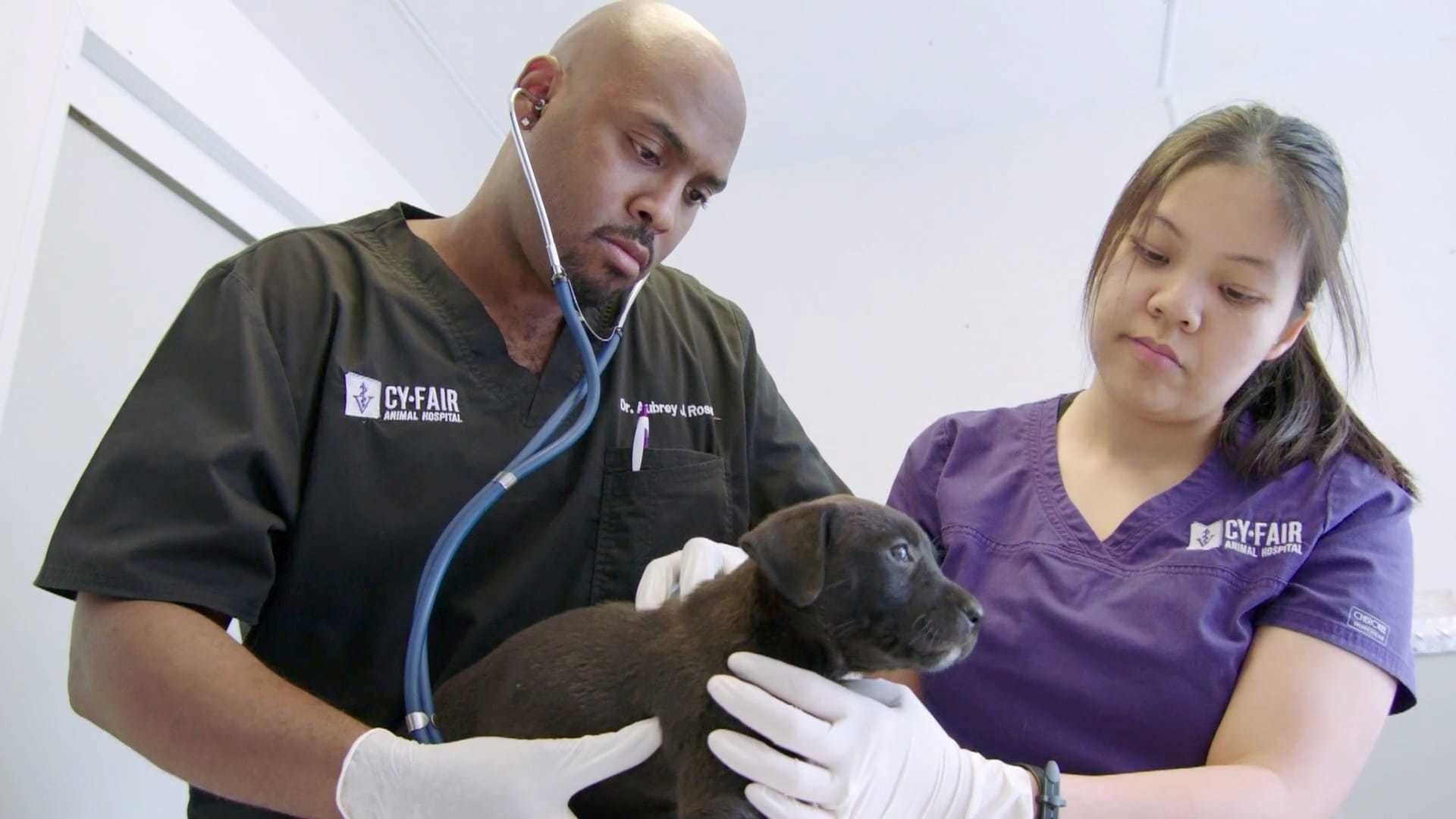 The Vet Life background