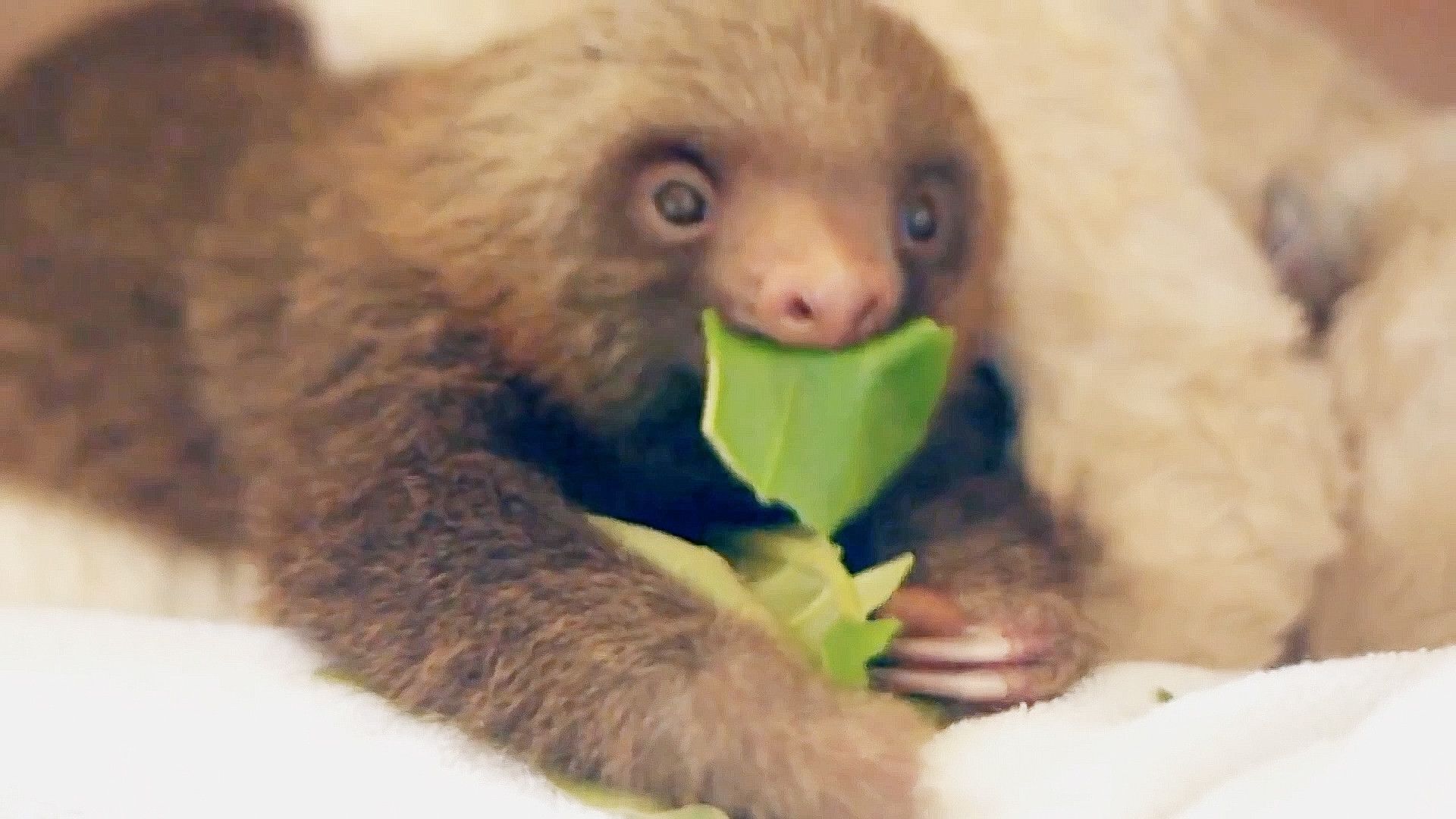 The World's Funniest Animals background