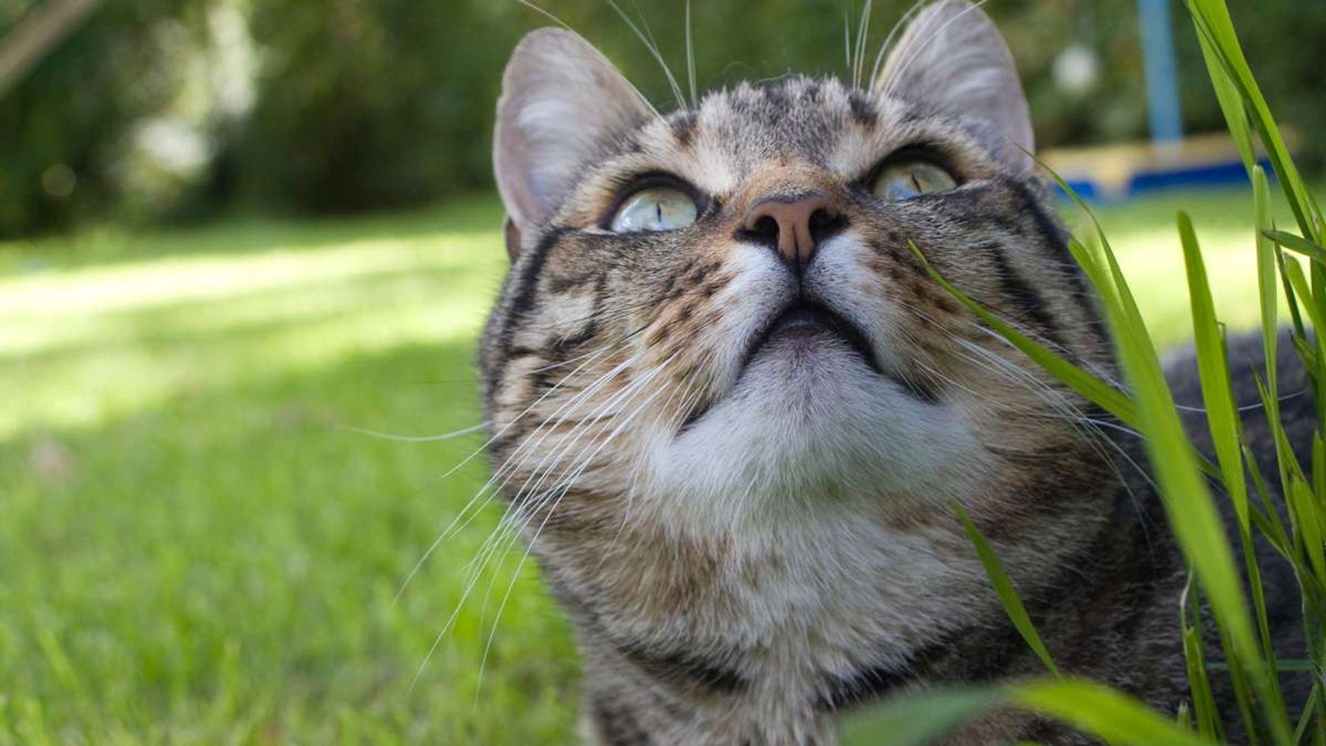 Cats of Claw Hill background