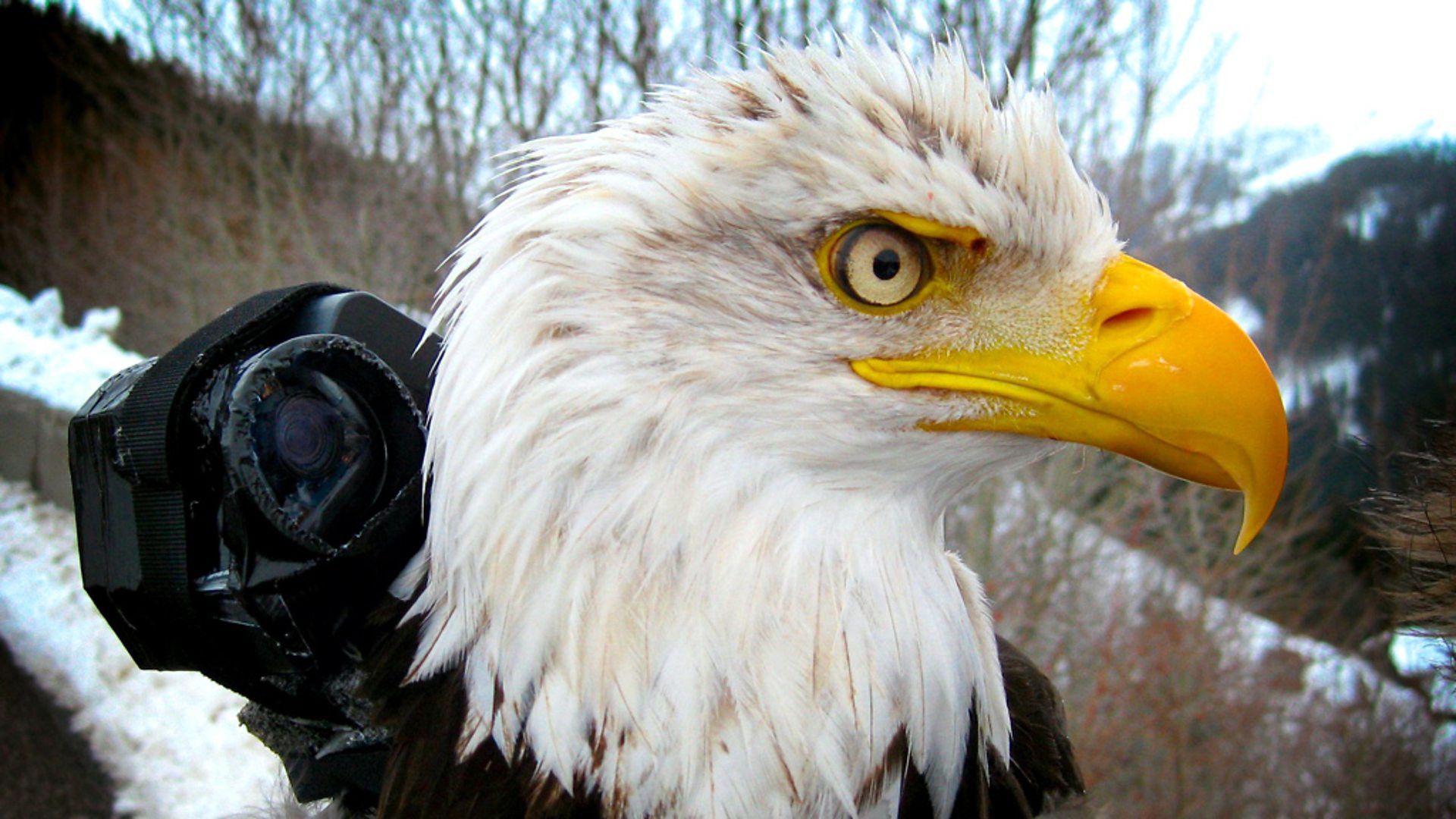 Earthflight background