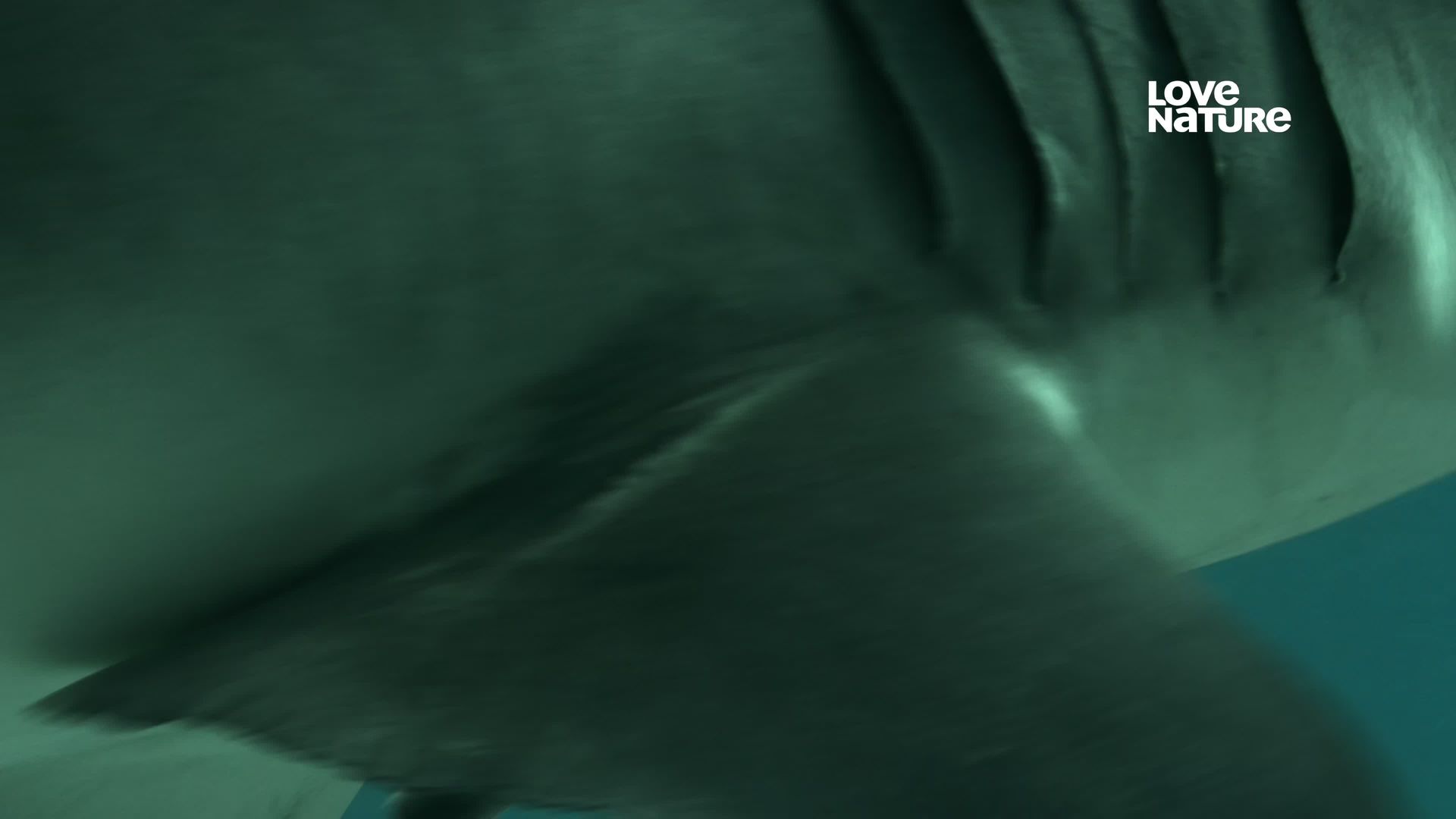 Planet Shark background