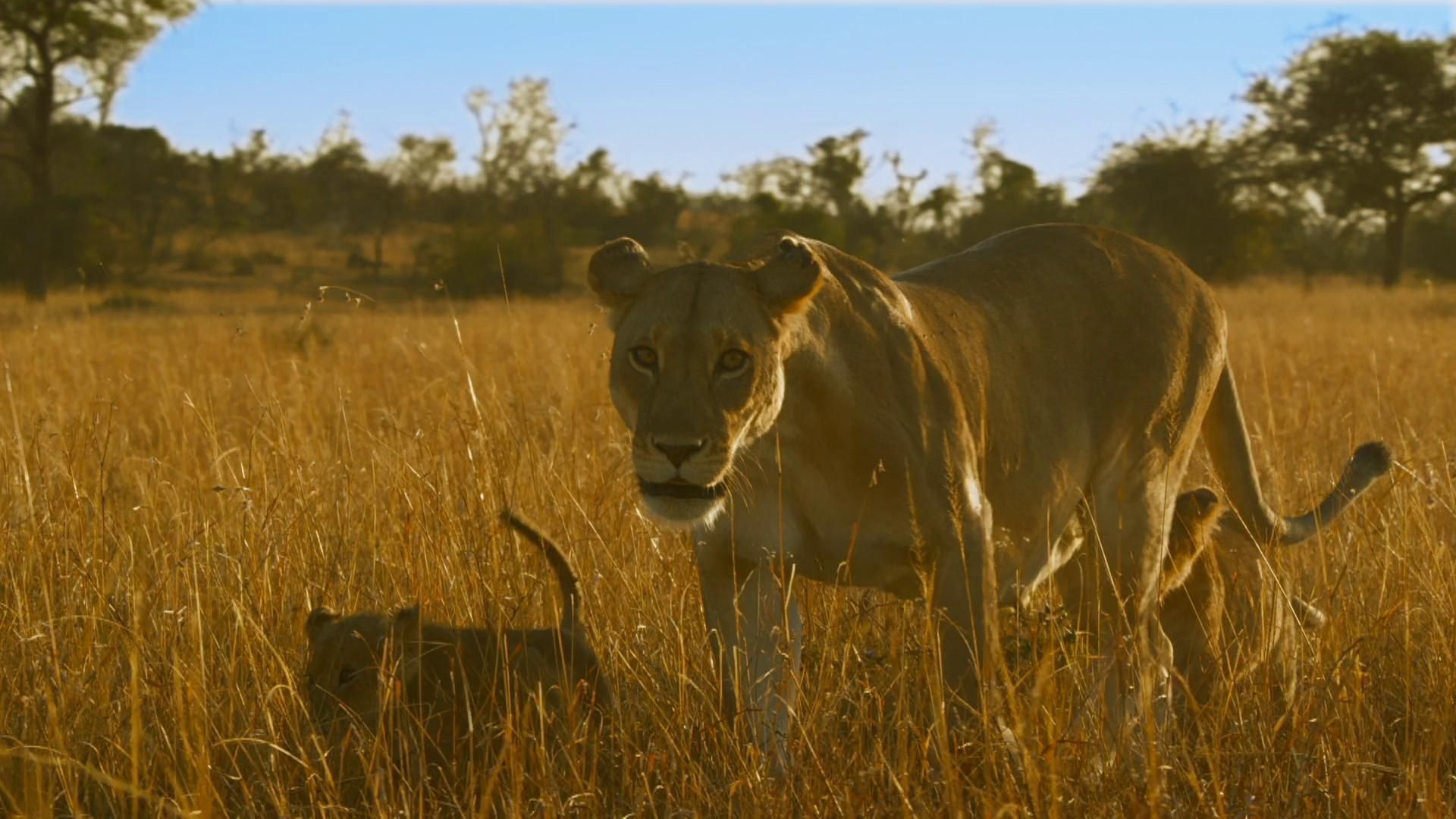 Serengeti background
