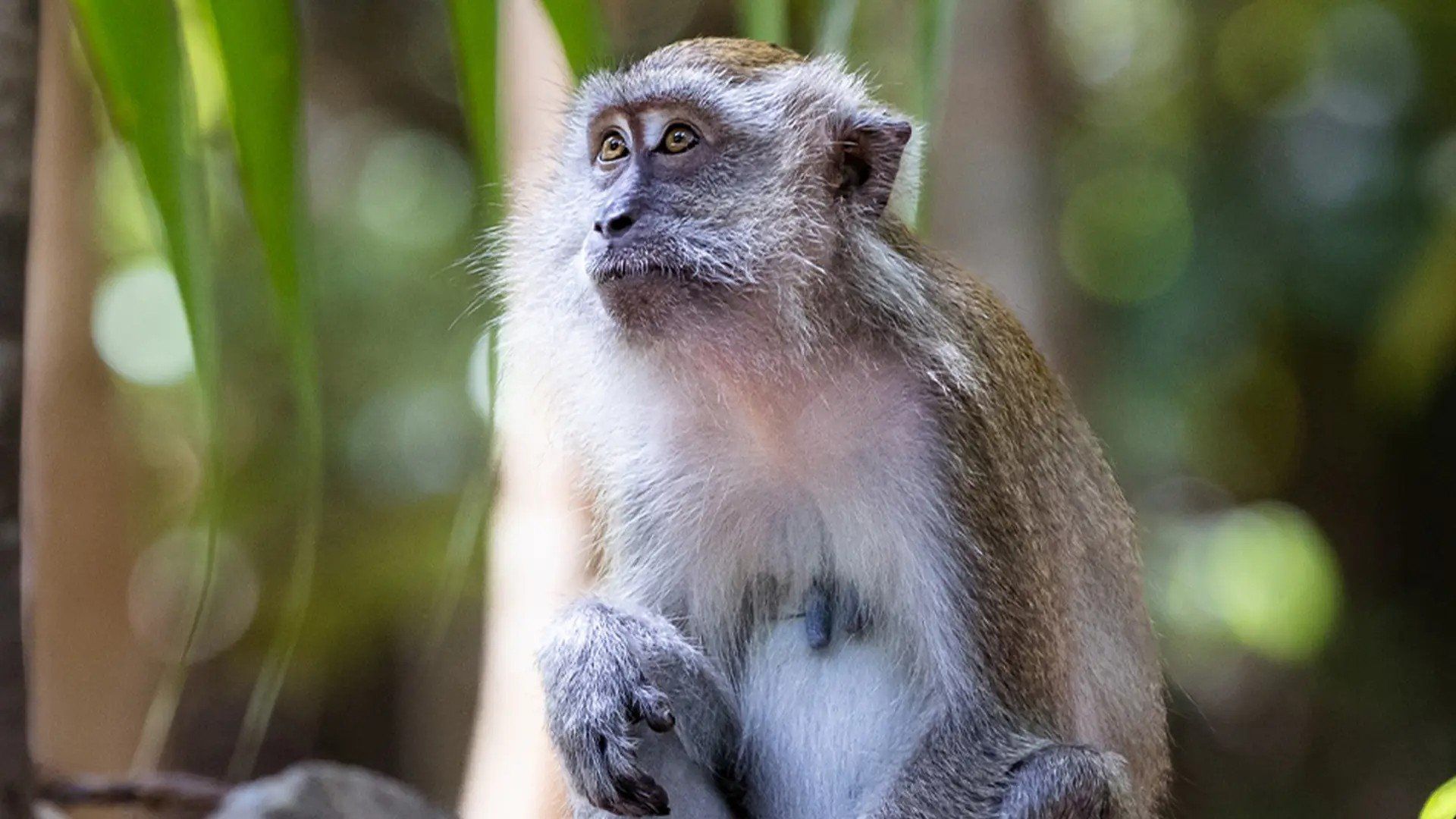 Macaque Island background