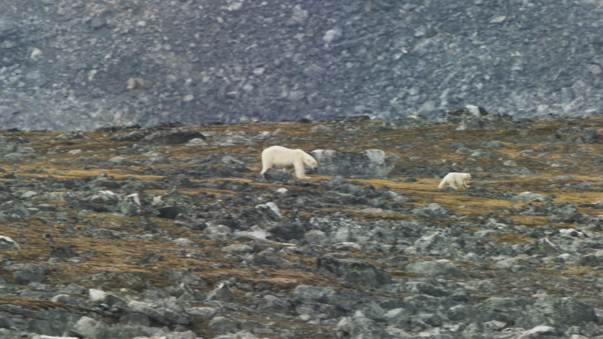 OceanXplorers background