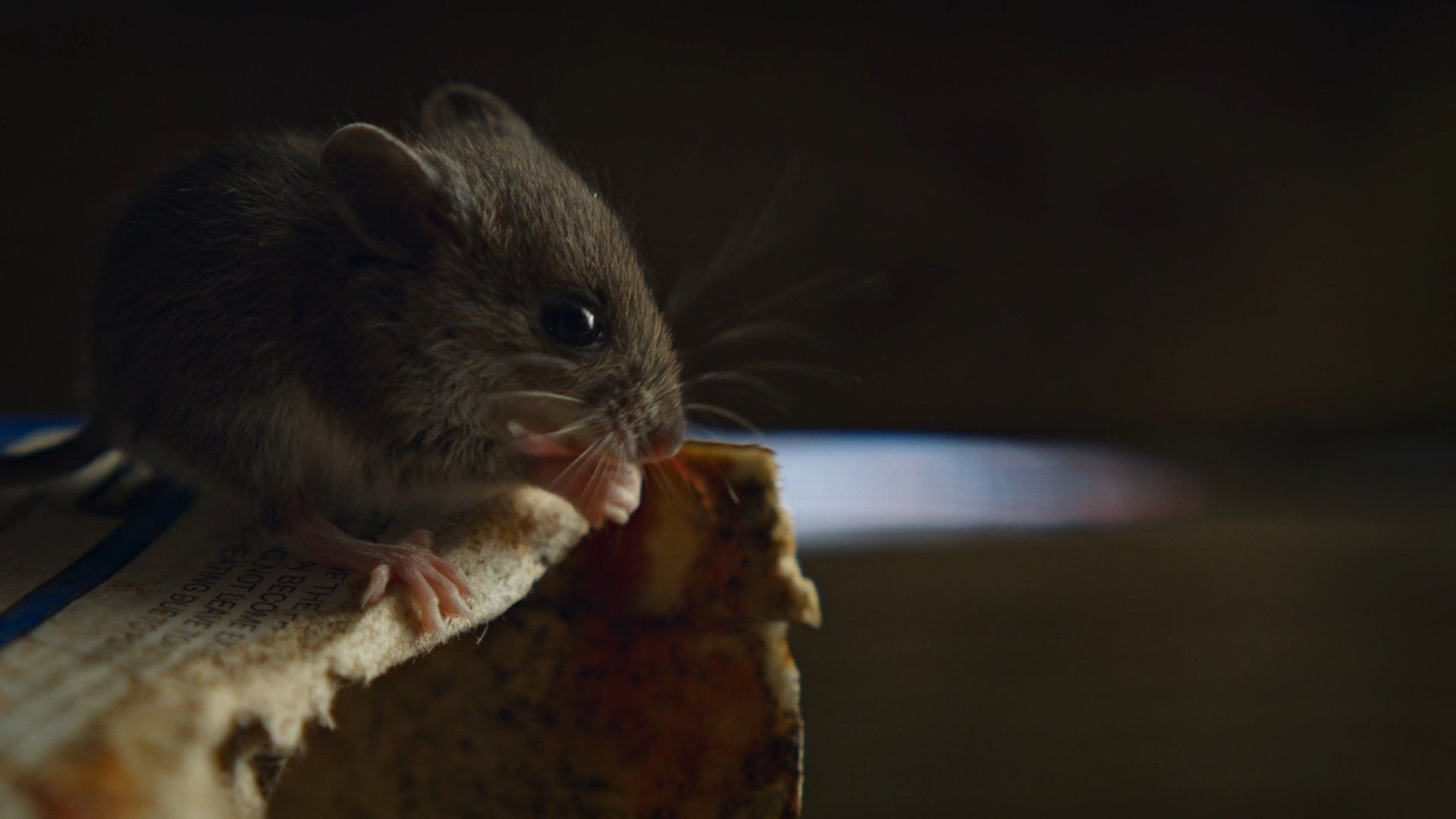 Nightmares of Nature background