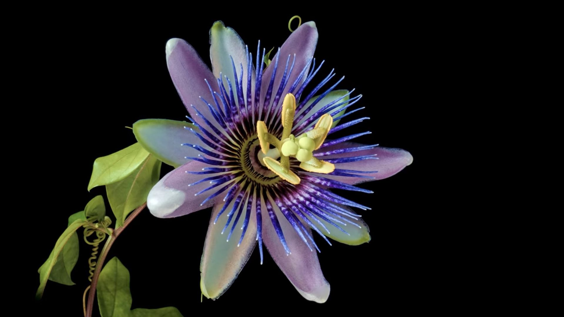 The Future Of background