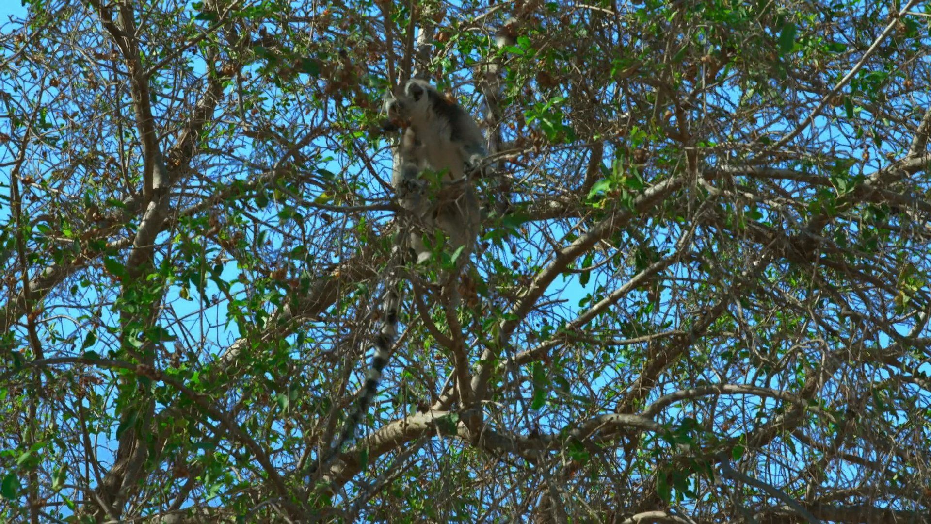 Madagascar: Les gangs de lémuriens background