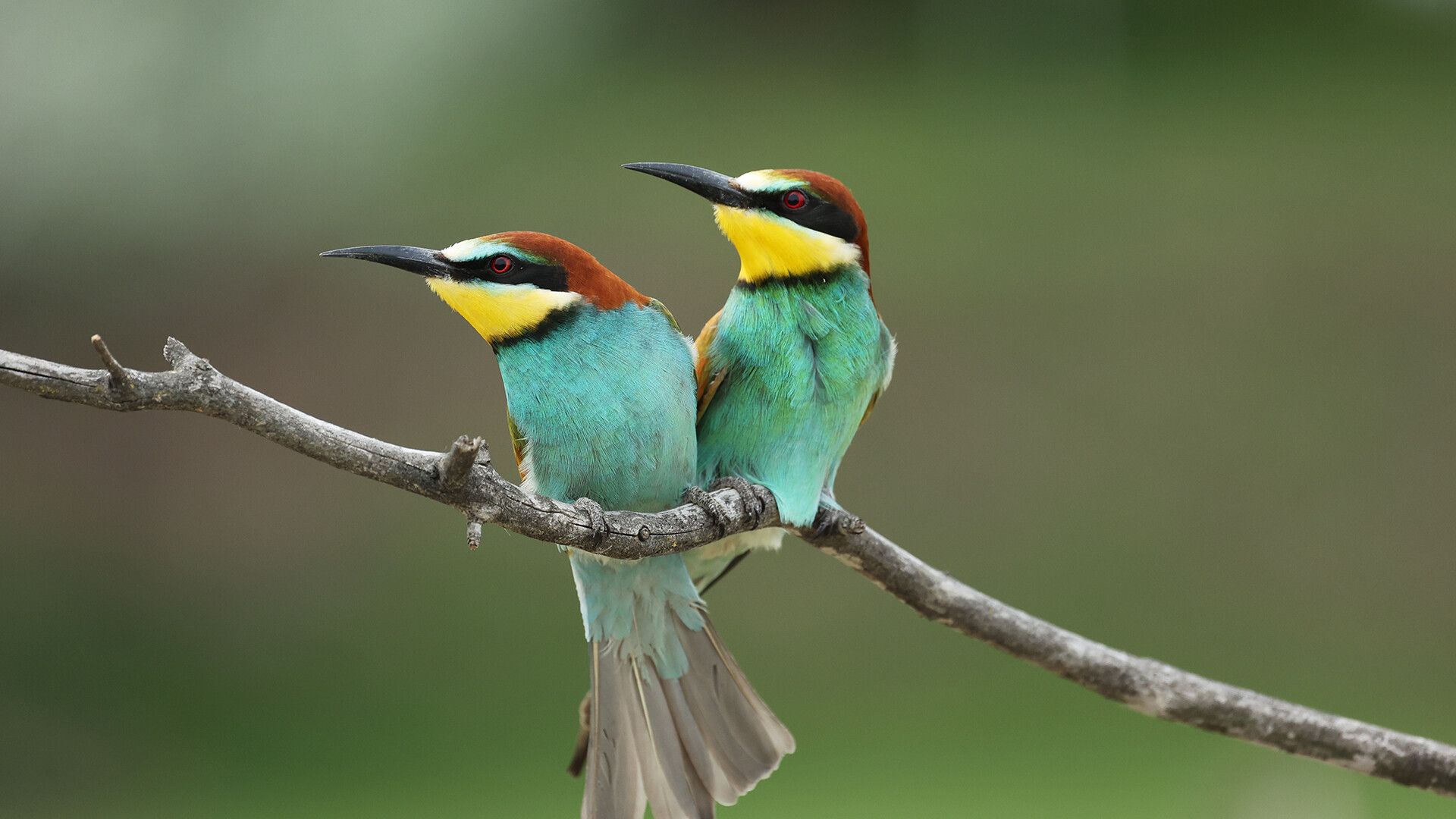 Incredible Animal Journeys background