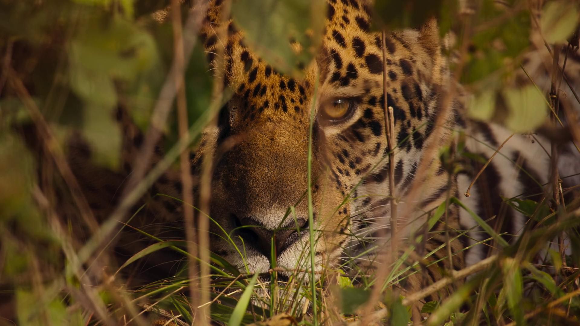 Our Living World background