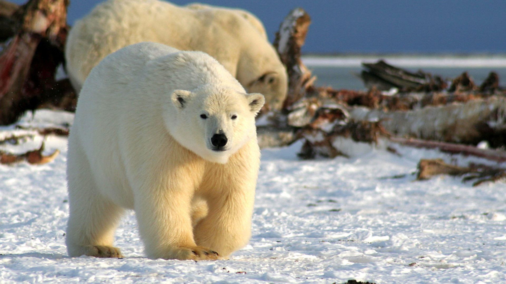 Deadly 60 background