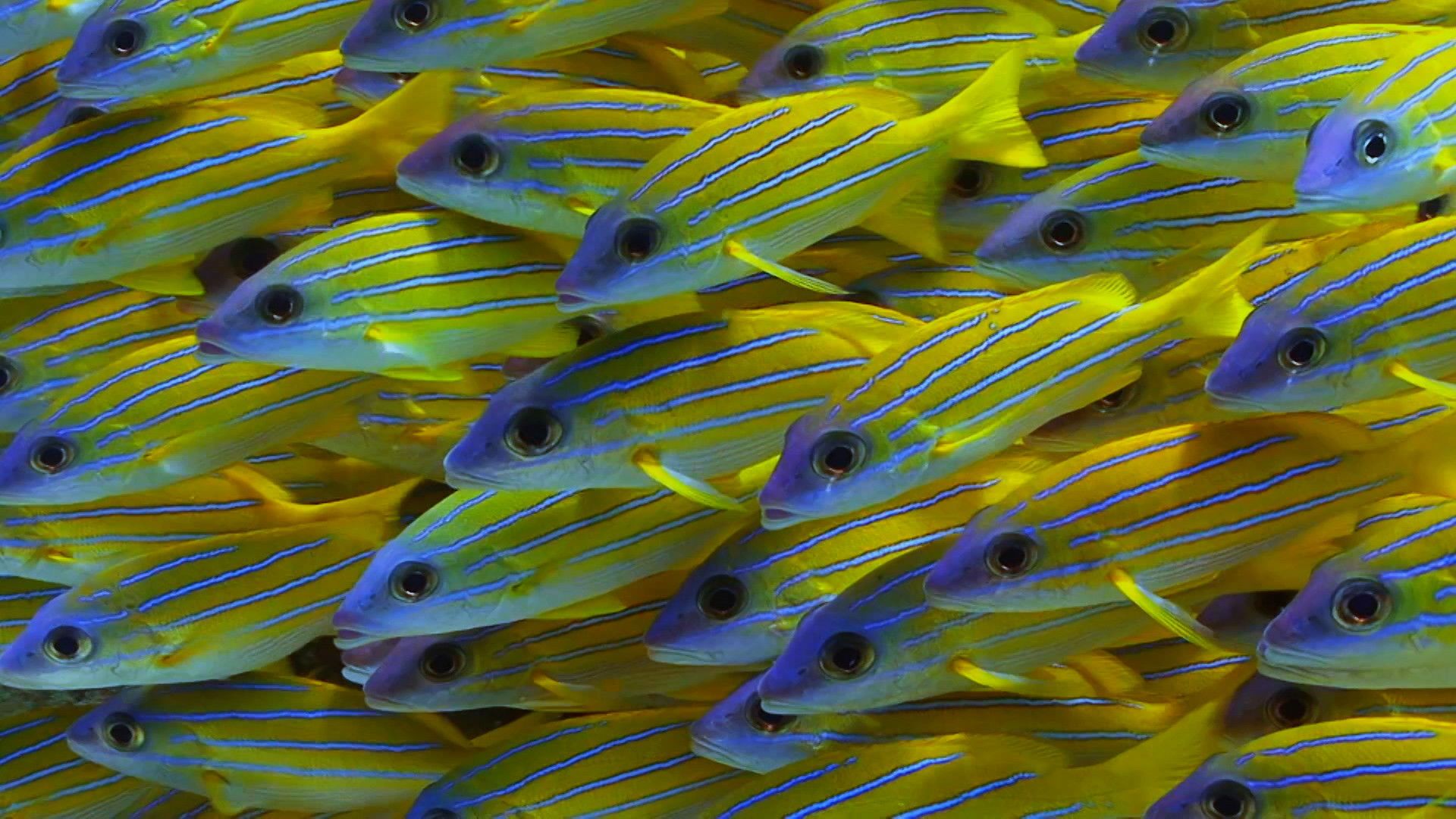 Reef School background