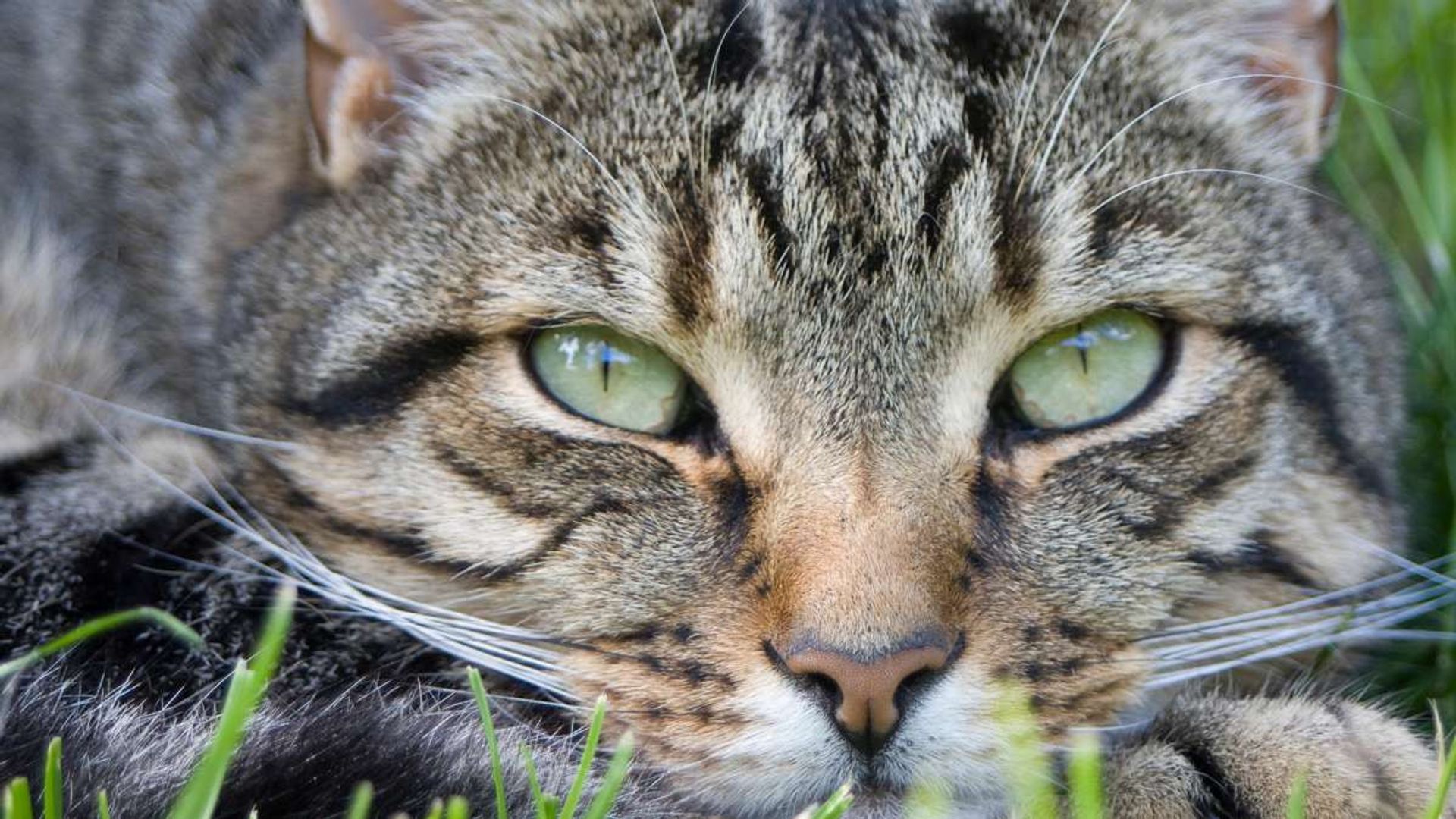 Cats of Claw Hill background