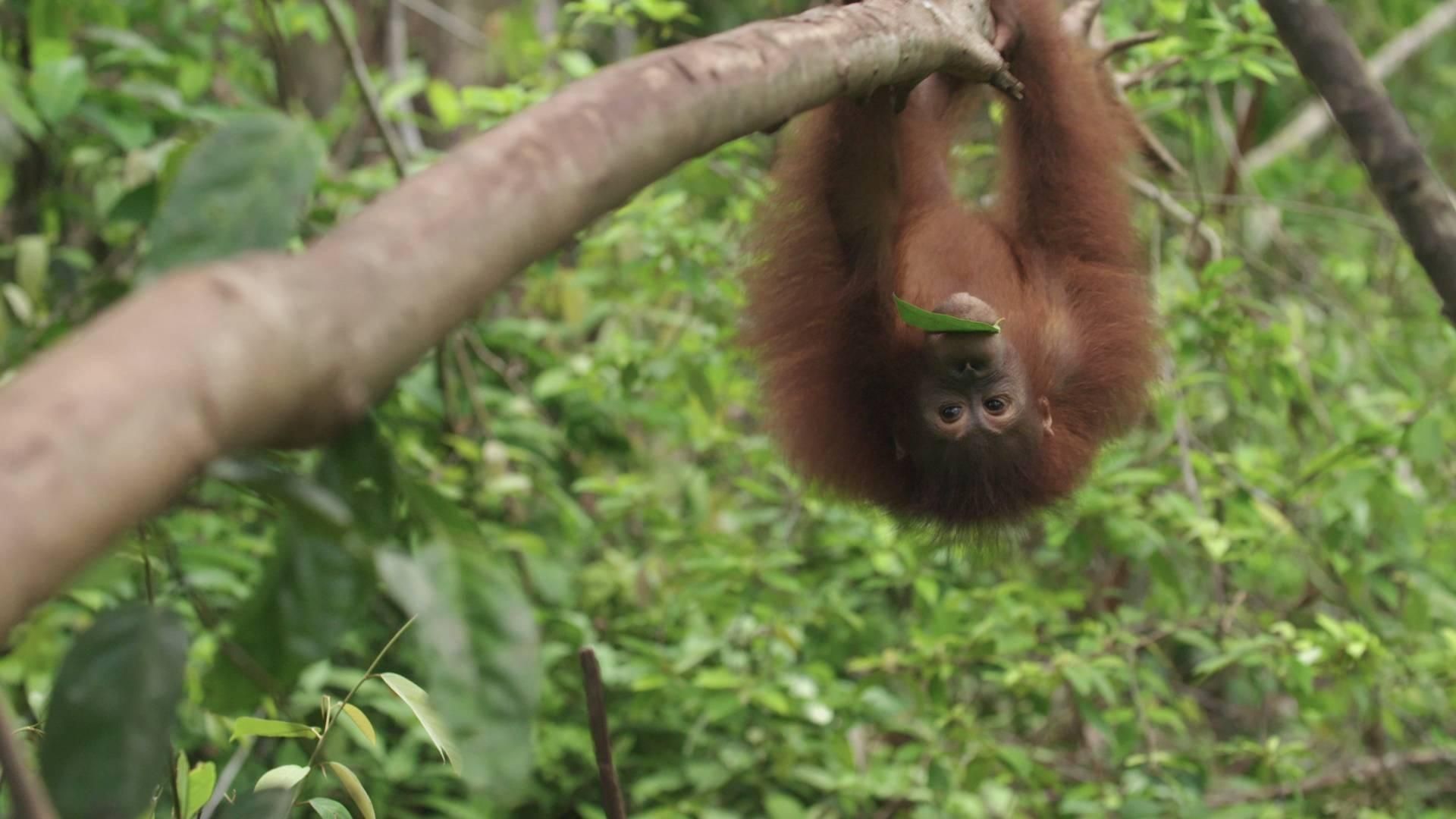 Orangutan Jungle School background