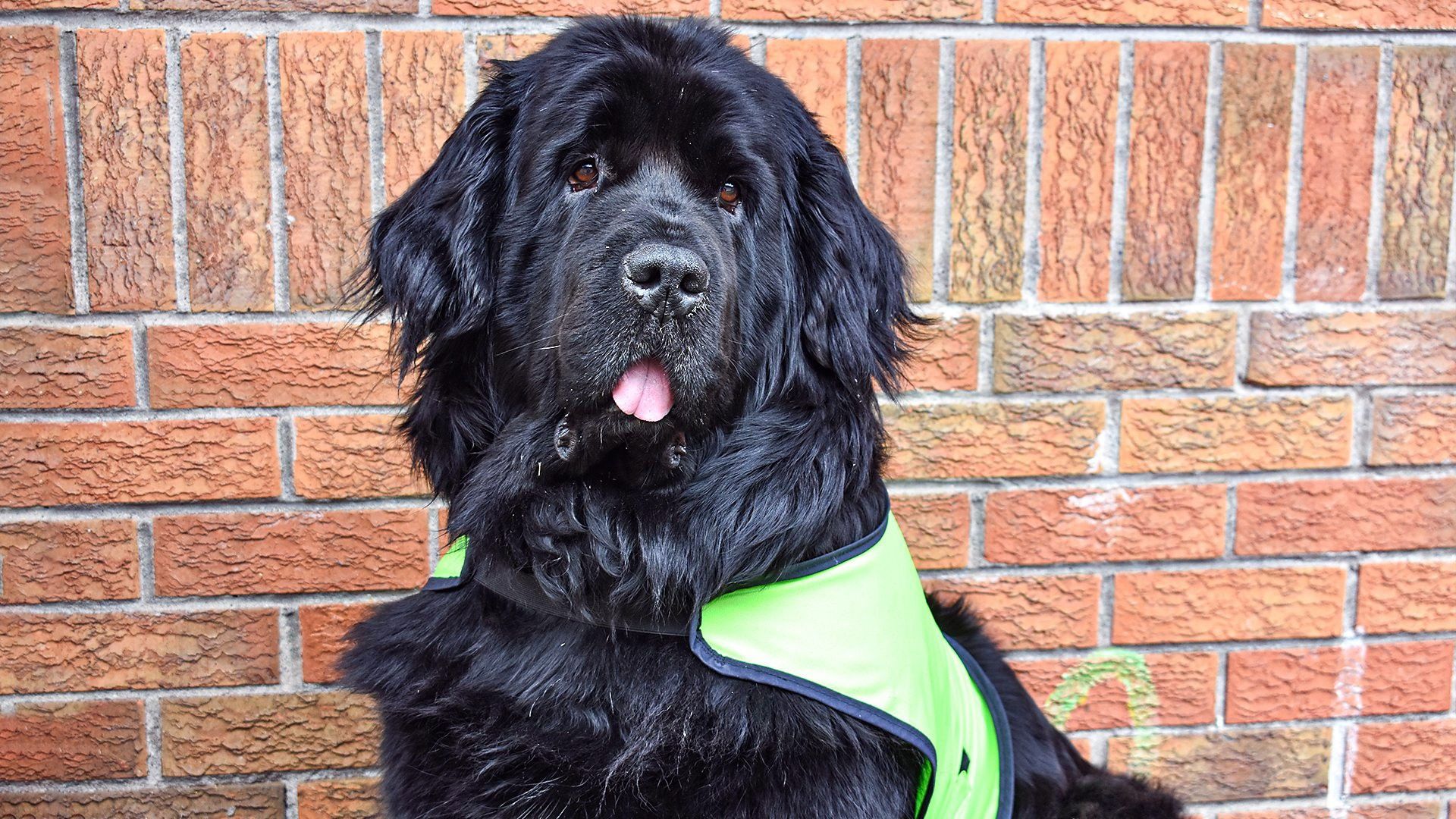 Dog Squad background