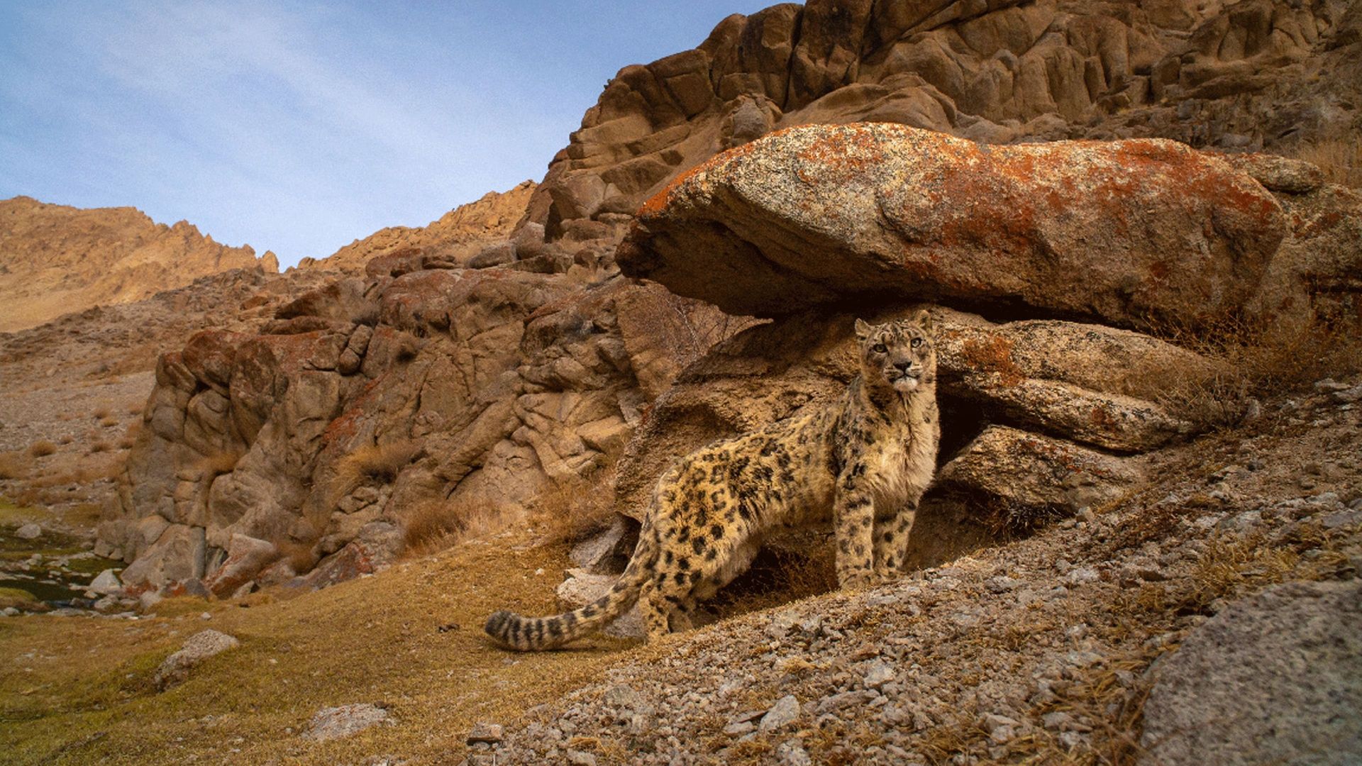 Wild Cats of India background