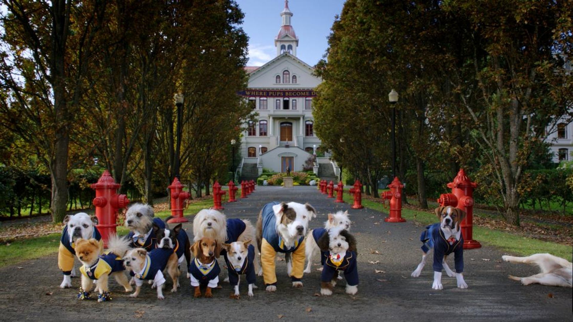 Pup Academy background