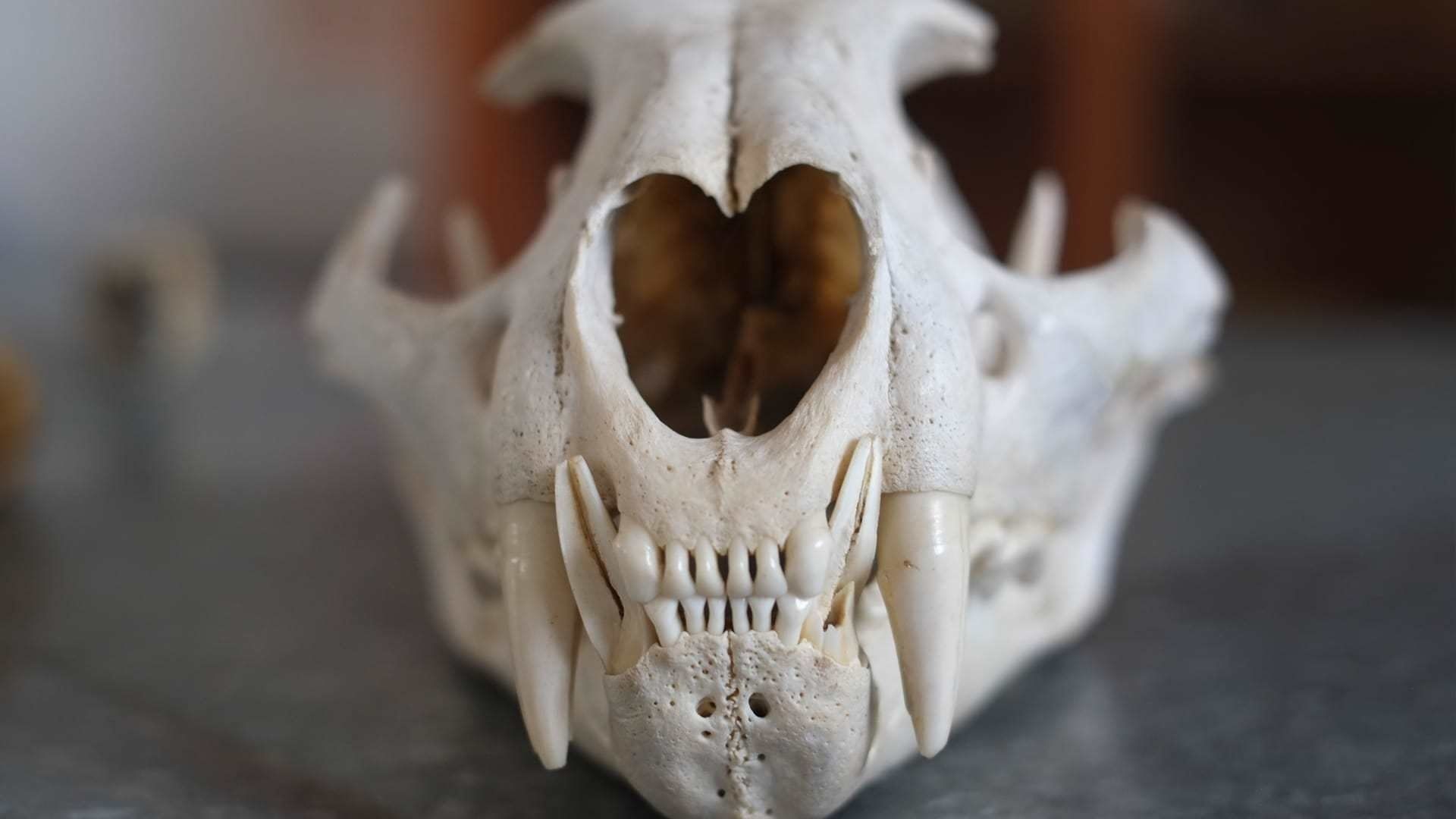 Expedition Mungo background