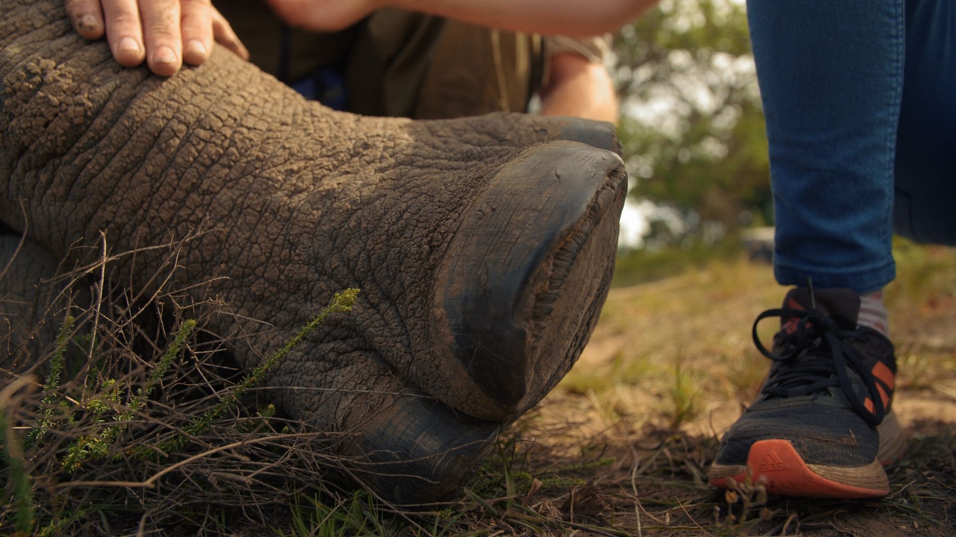 Kids in Conservation background