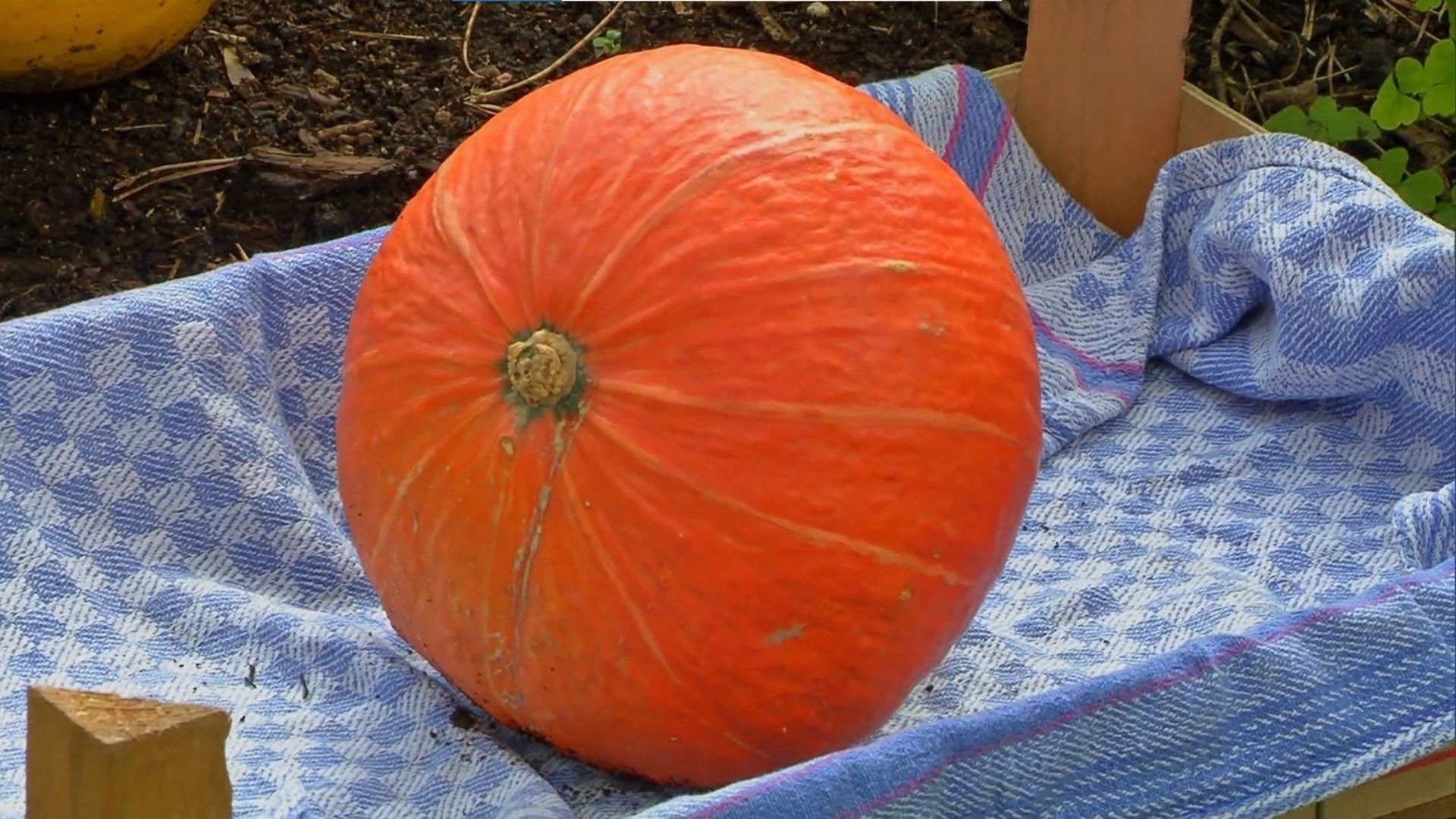 Die Sendung mit dem Elefanten background