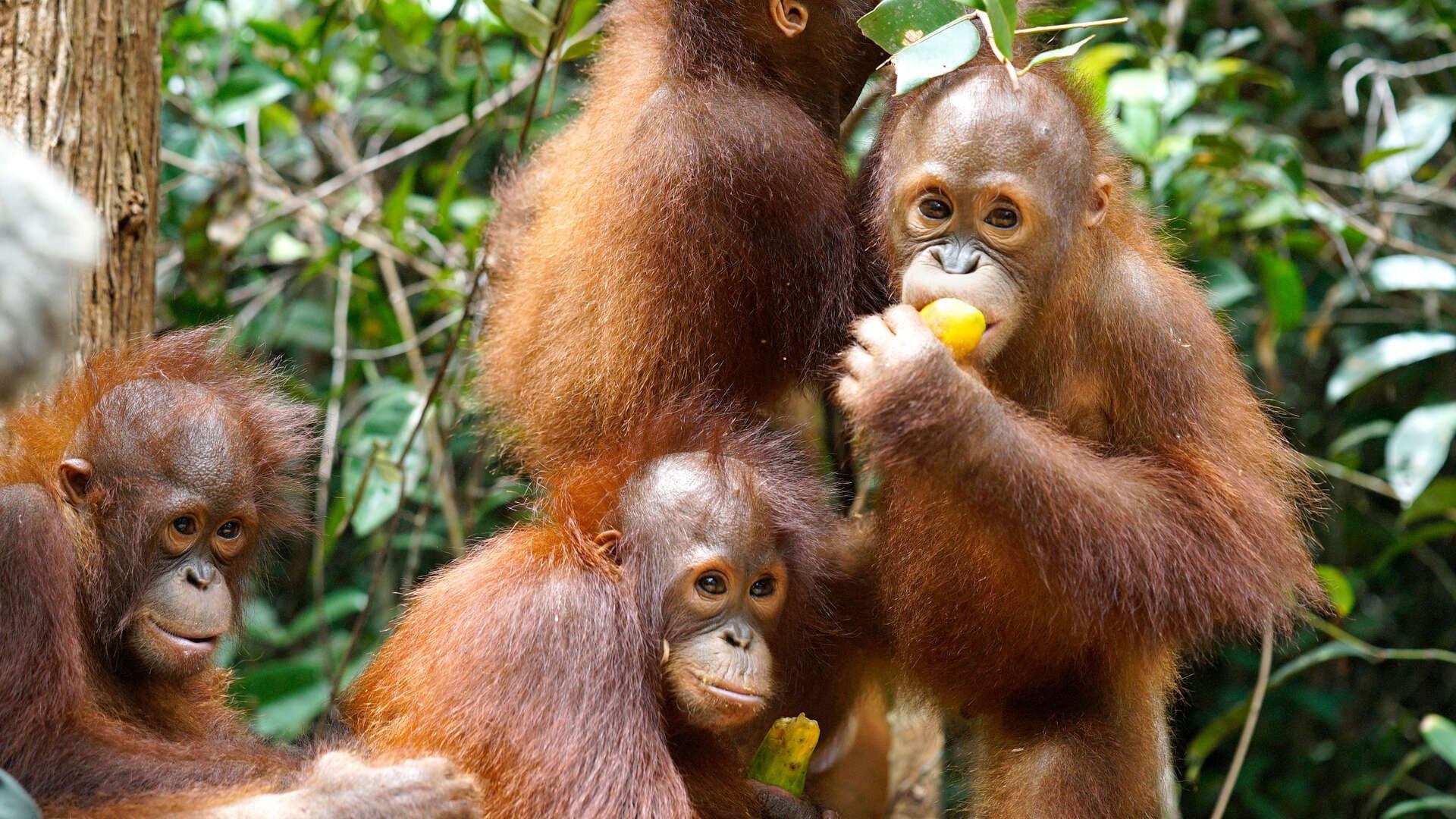 Orangutan Jungle School background