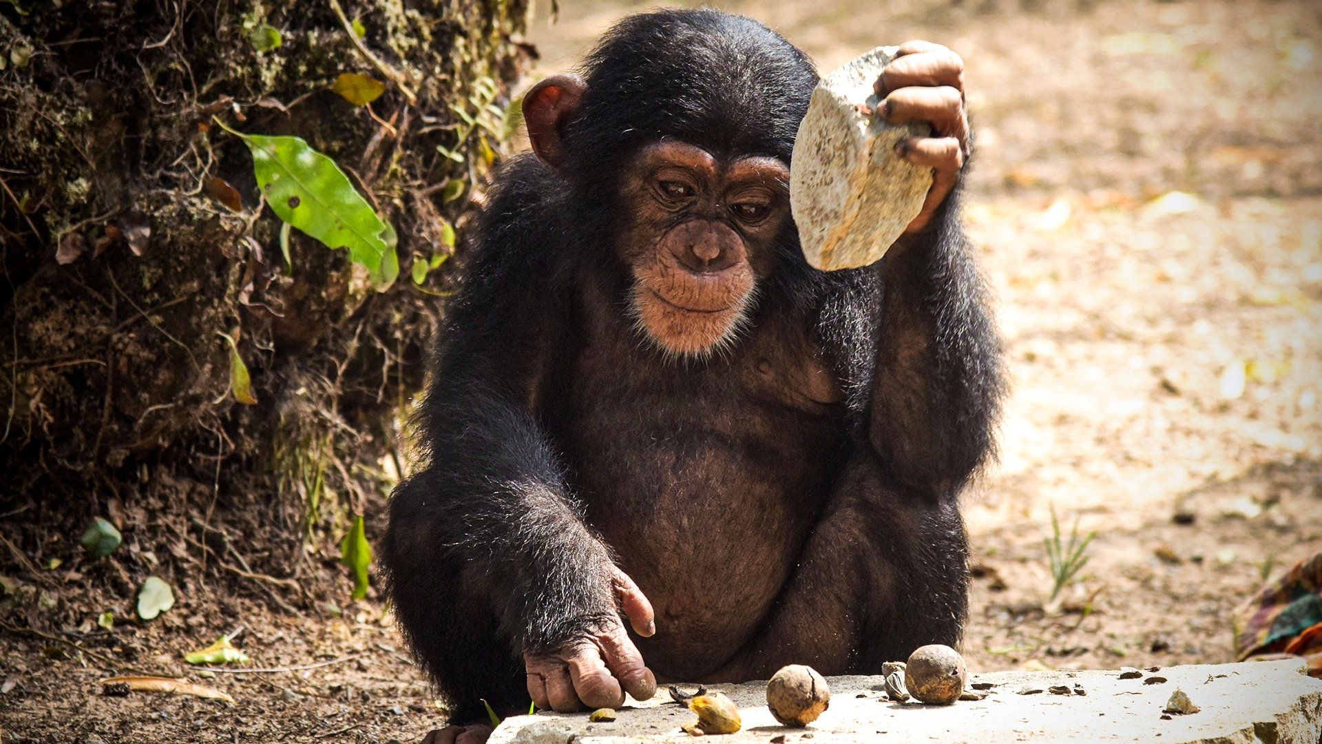 Baby Chimp Rescue background