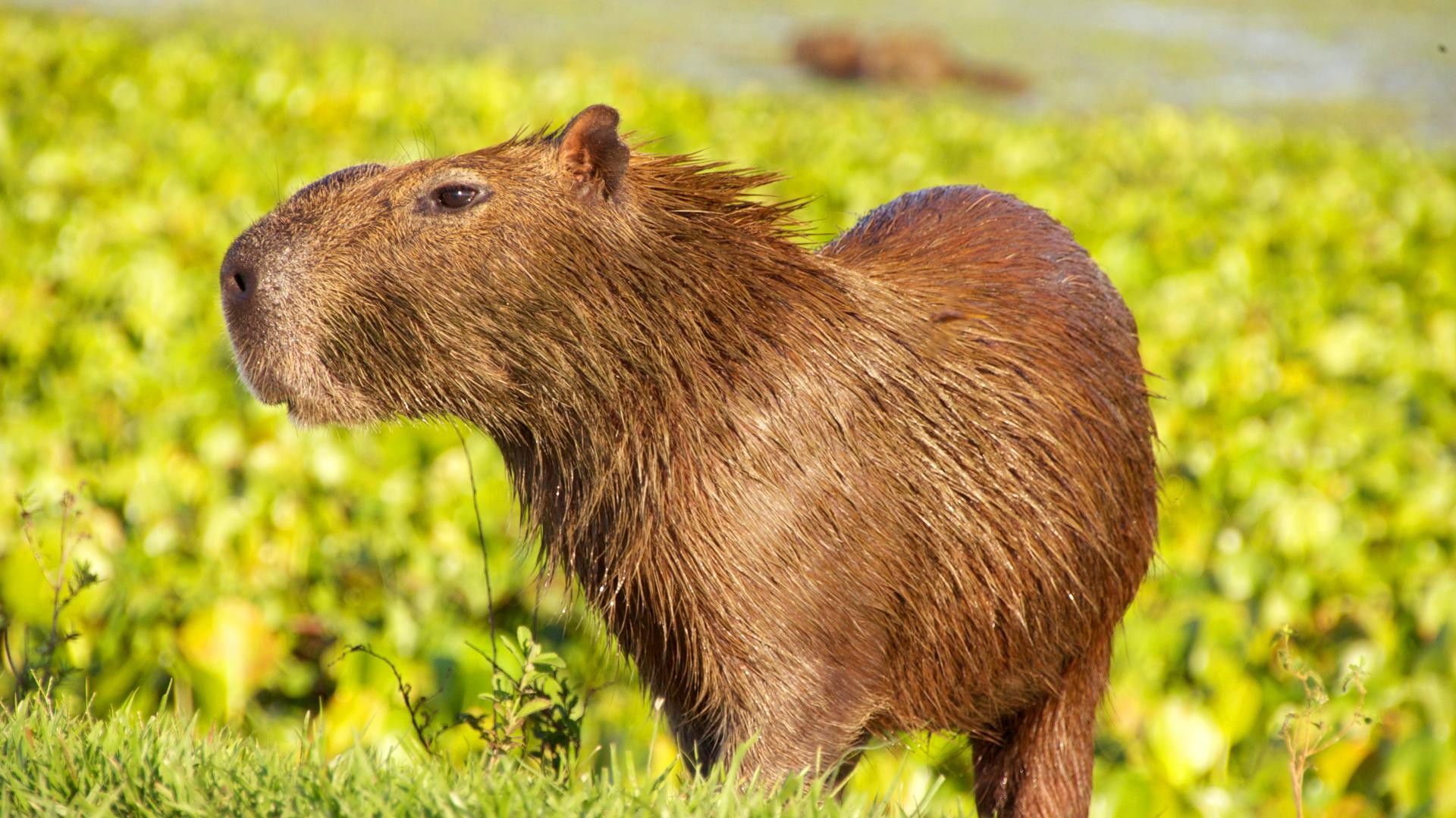 Wildest Survival background