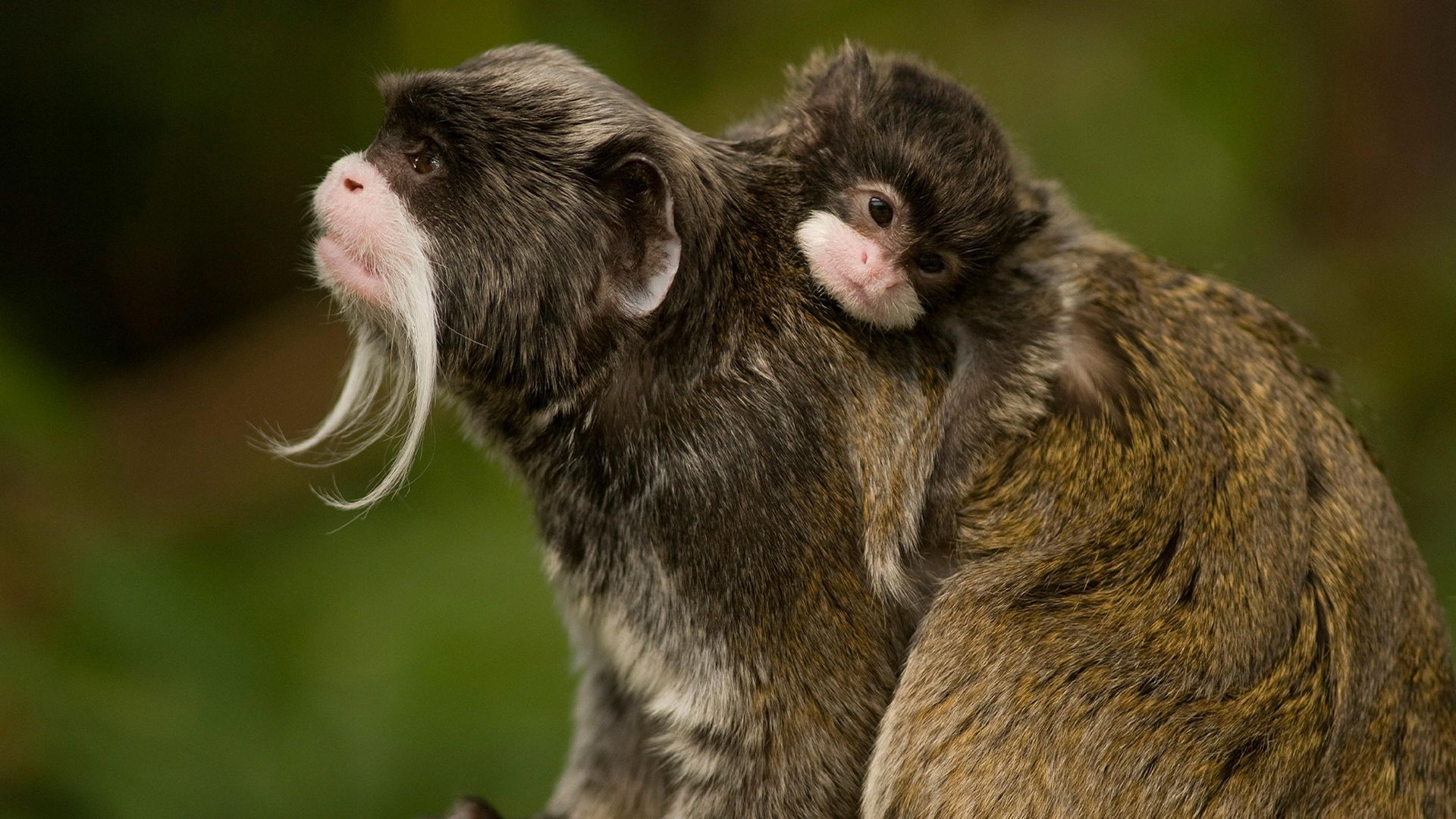 The Americas background