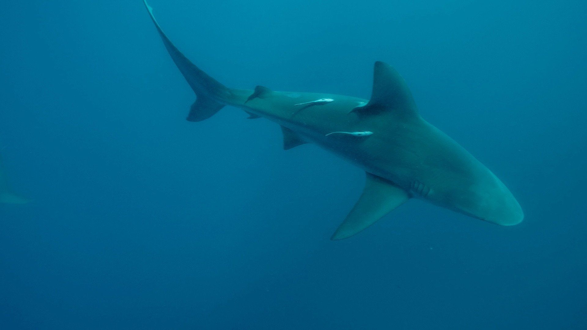 Super Shark Highway background
