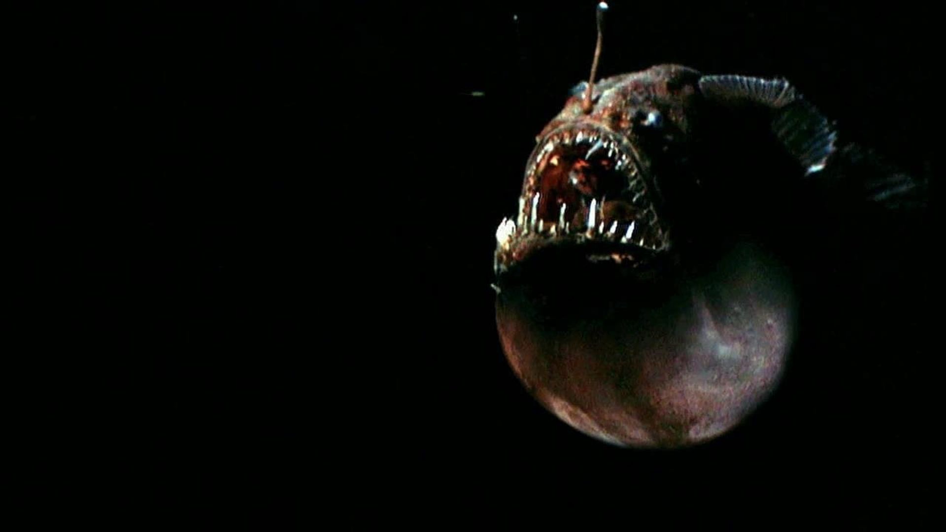 World's Weirdest background