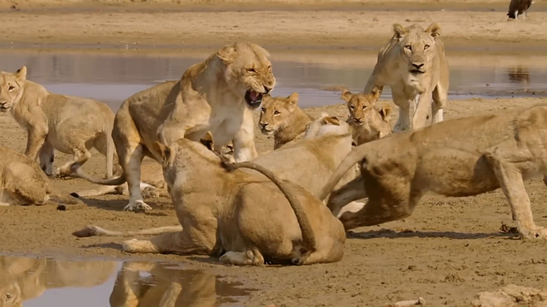 Lion Country: Night and Day background