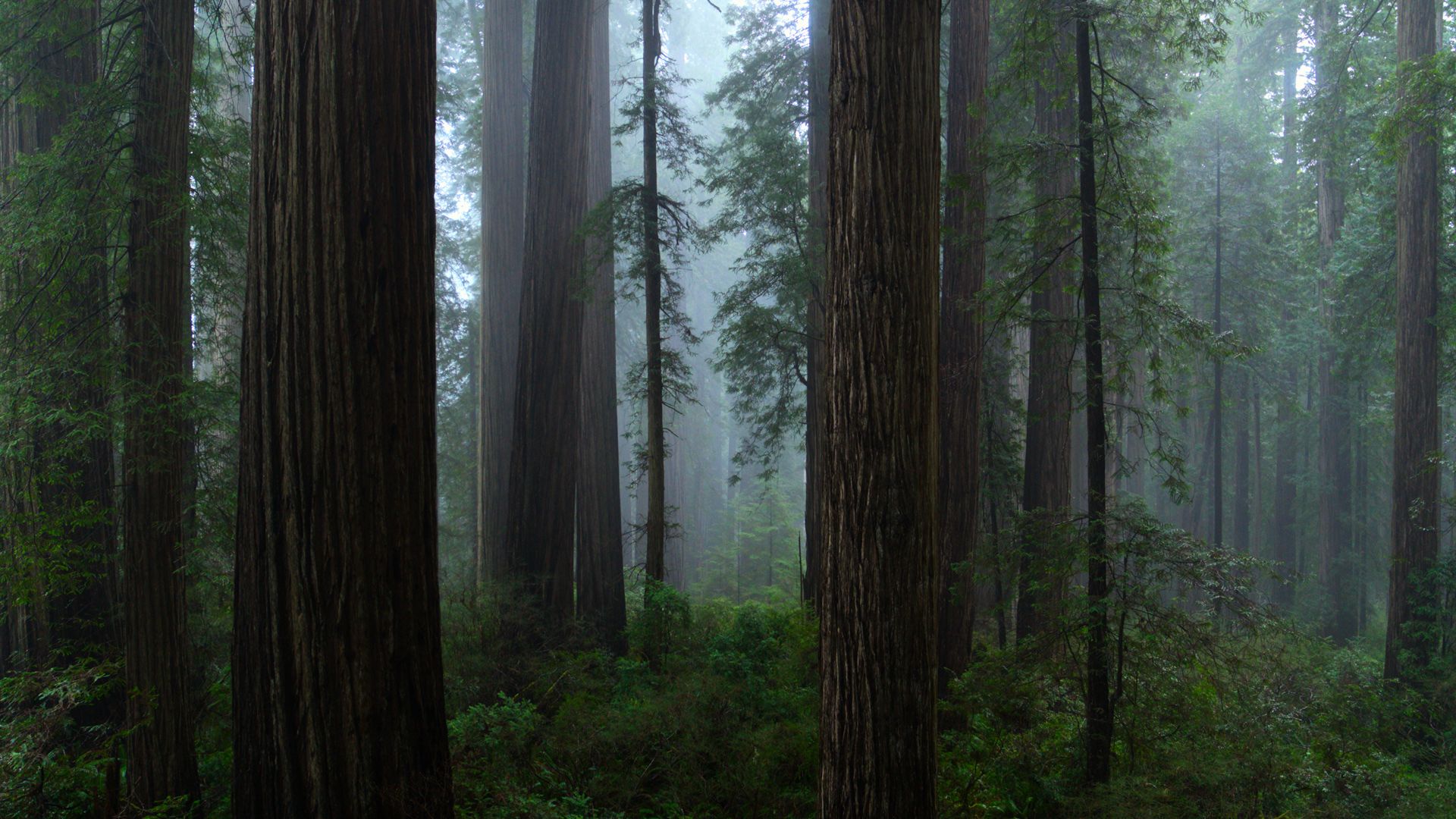 Our Planet background