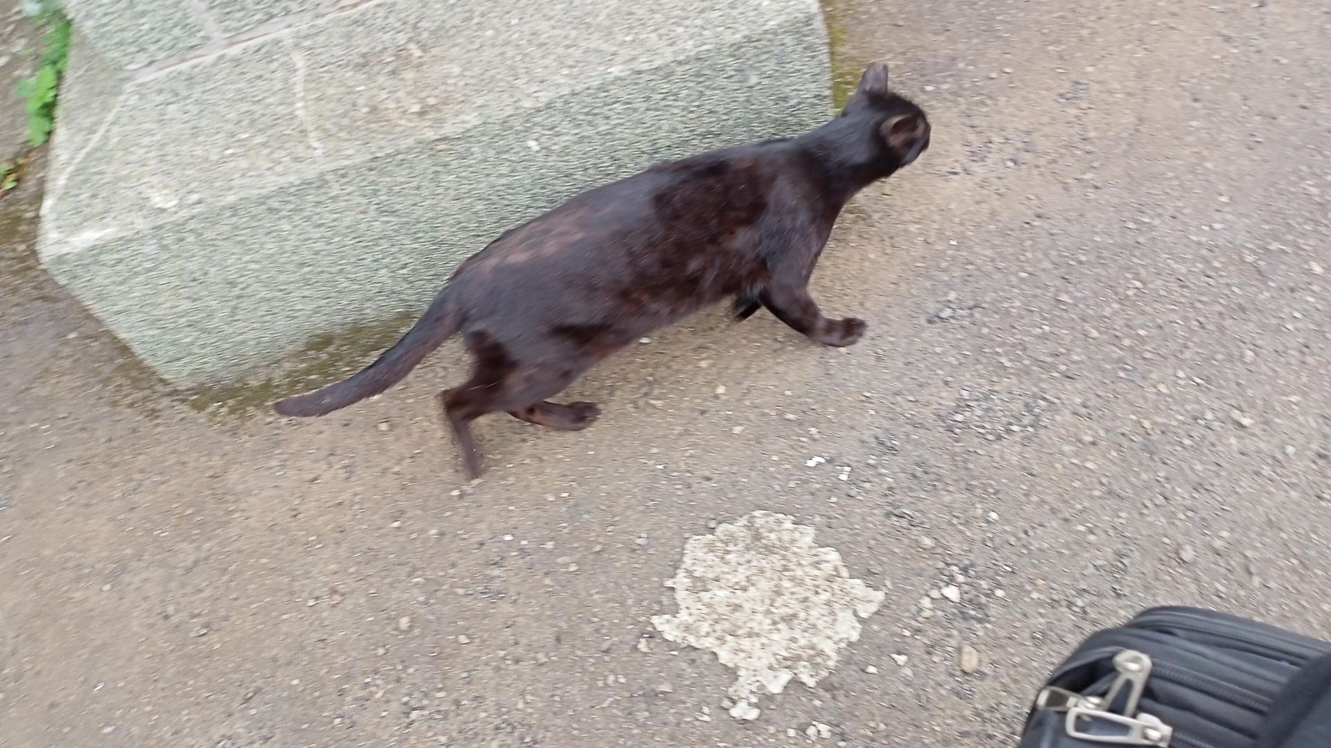 Santiago of the Seas background