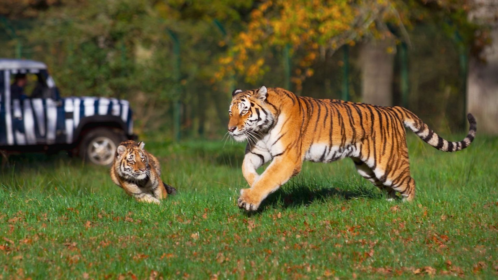 Animal Park background