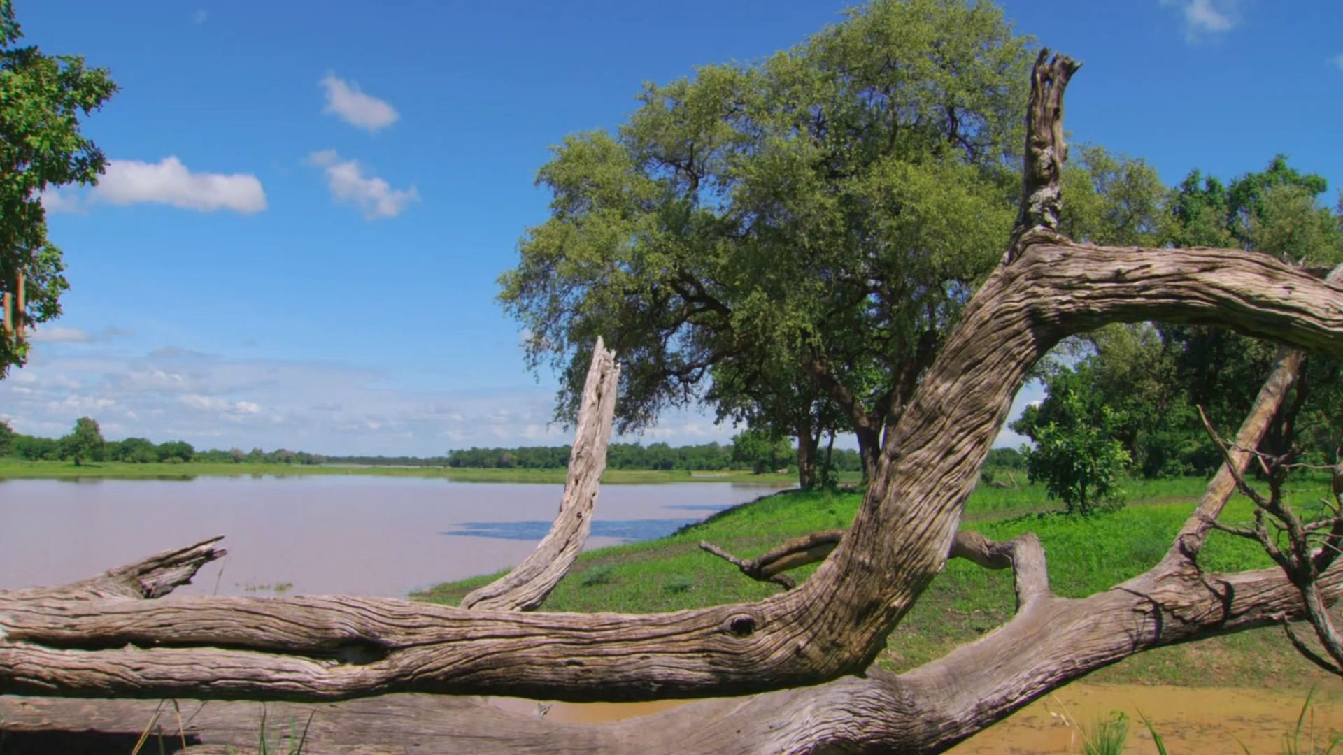 African River Wild background