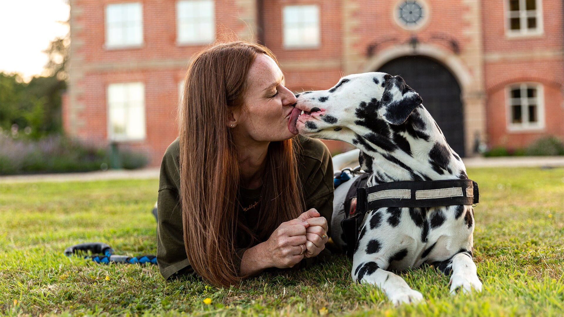 The Dog Academy background