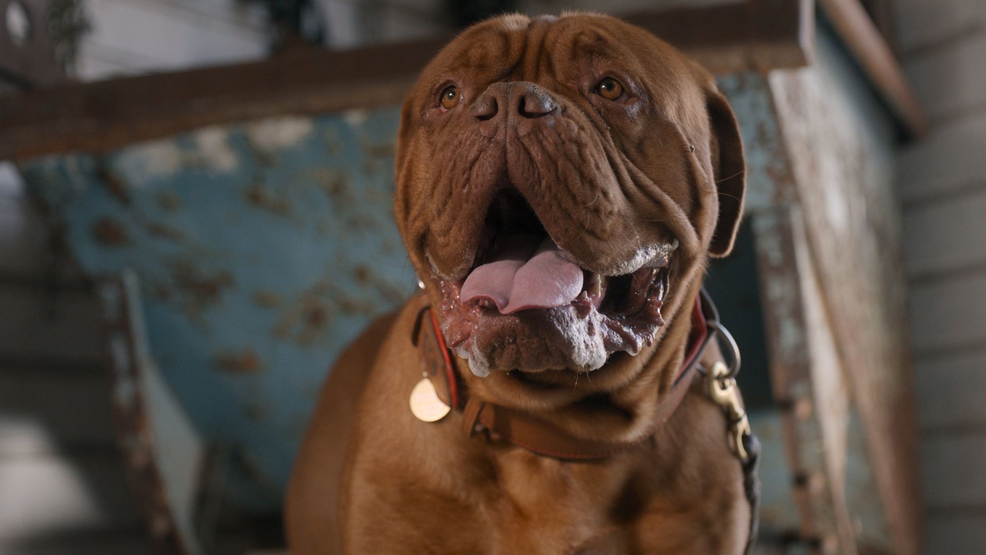 Turner & Hooch background