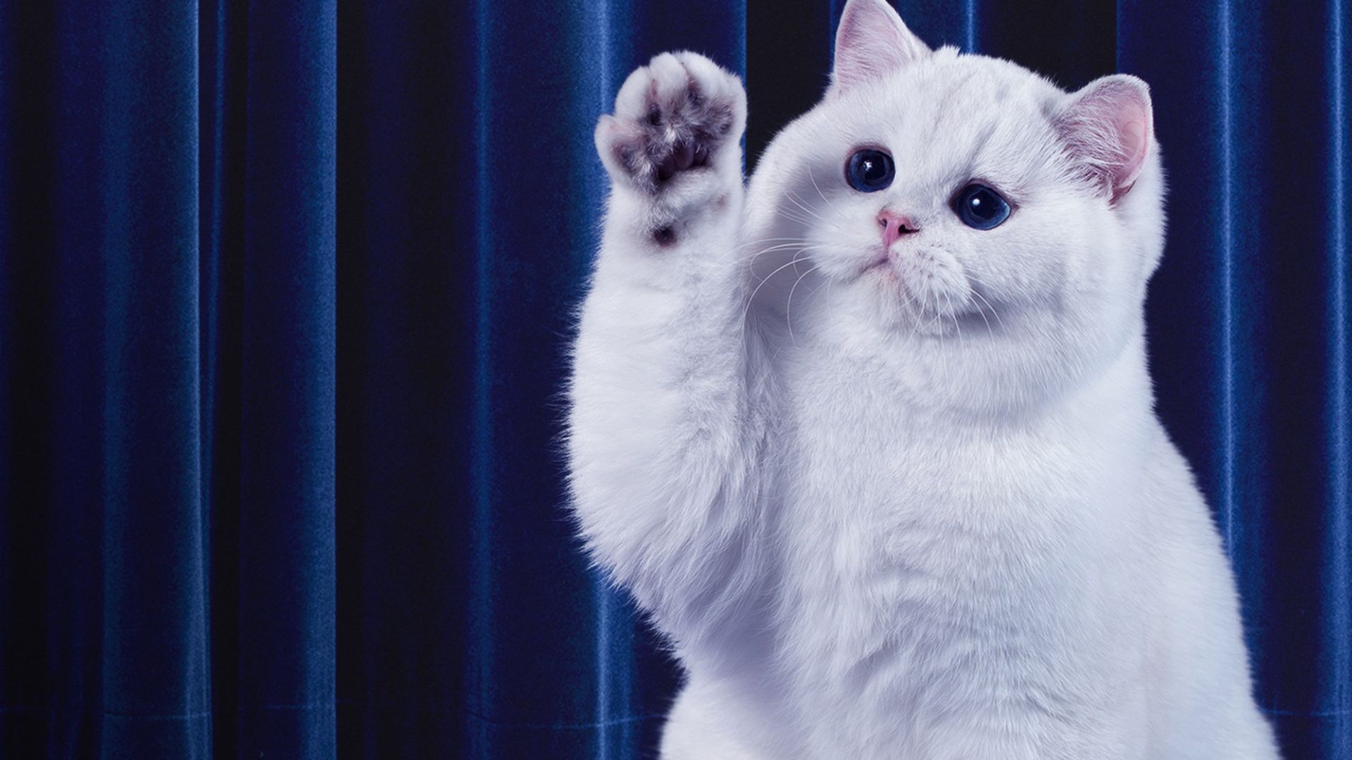 Going Fur Gold background