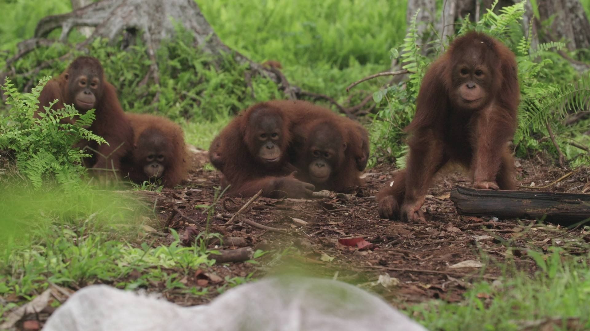 Orangutan Jungle School background
